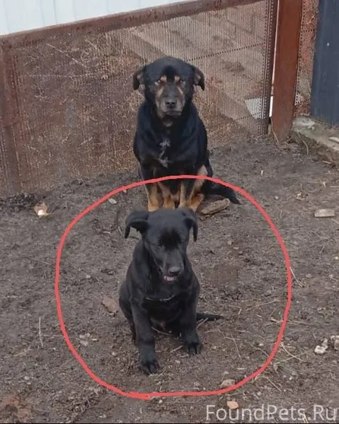 Пропал щенок, в районе ул. Южн...