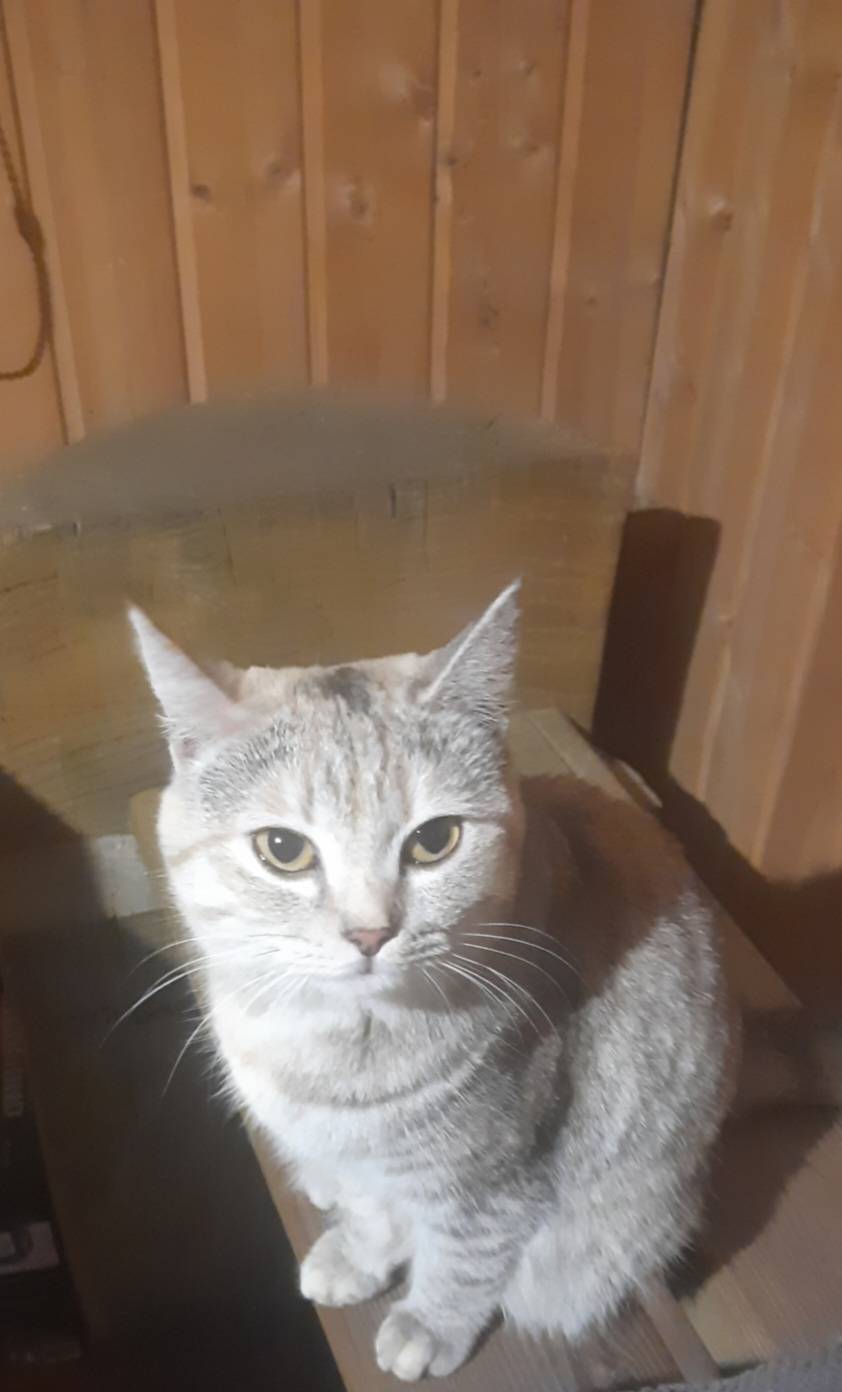 Пропала кошка район Училища на...