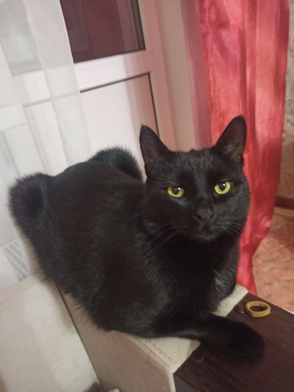 Пропал кот‼‼‼‼‼‼‼‼‼‼ Кличка - ...