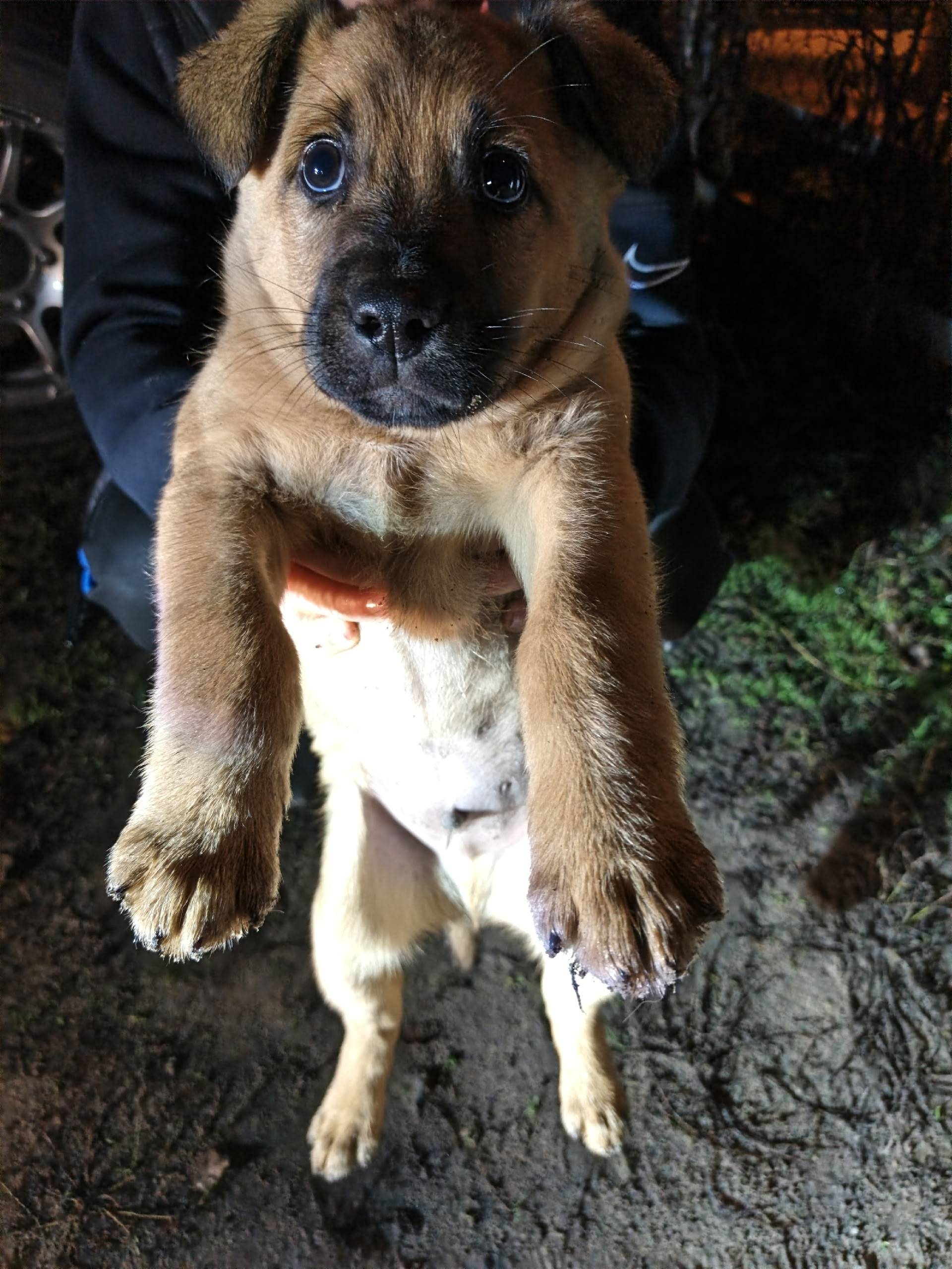 Подкинули собачку на нефтебазе...