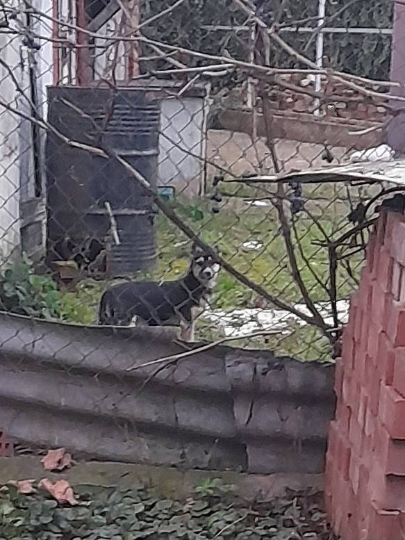 Нашли пёсика ,он с ошейником. ...