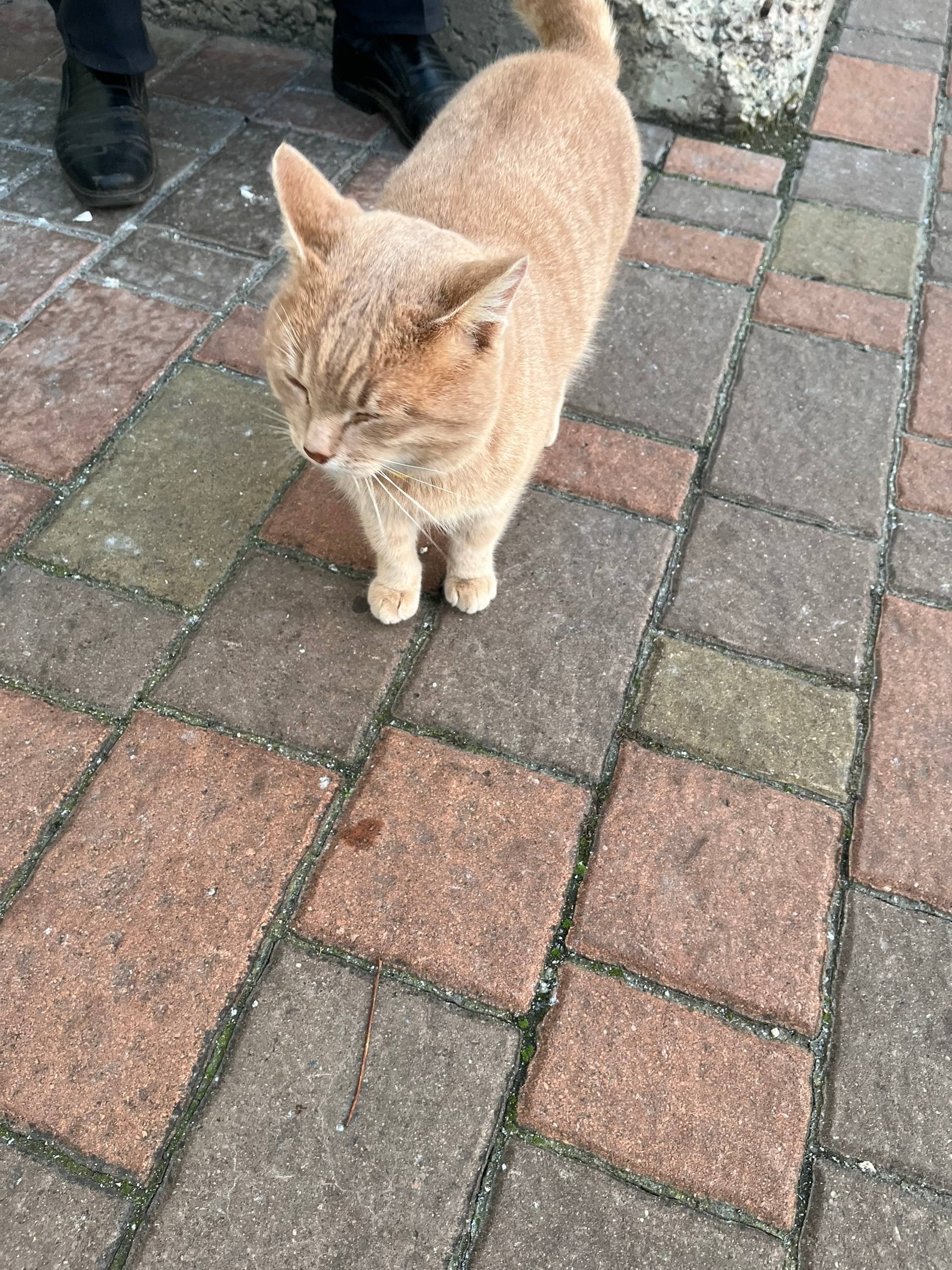 Возле Тц Перекресток , ошивает...