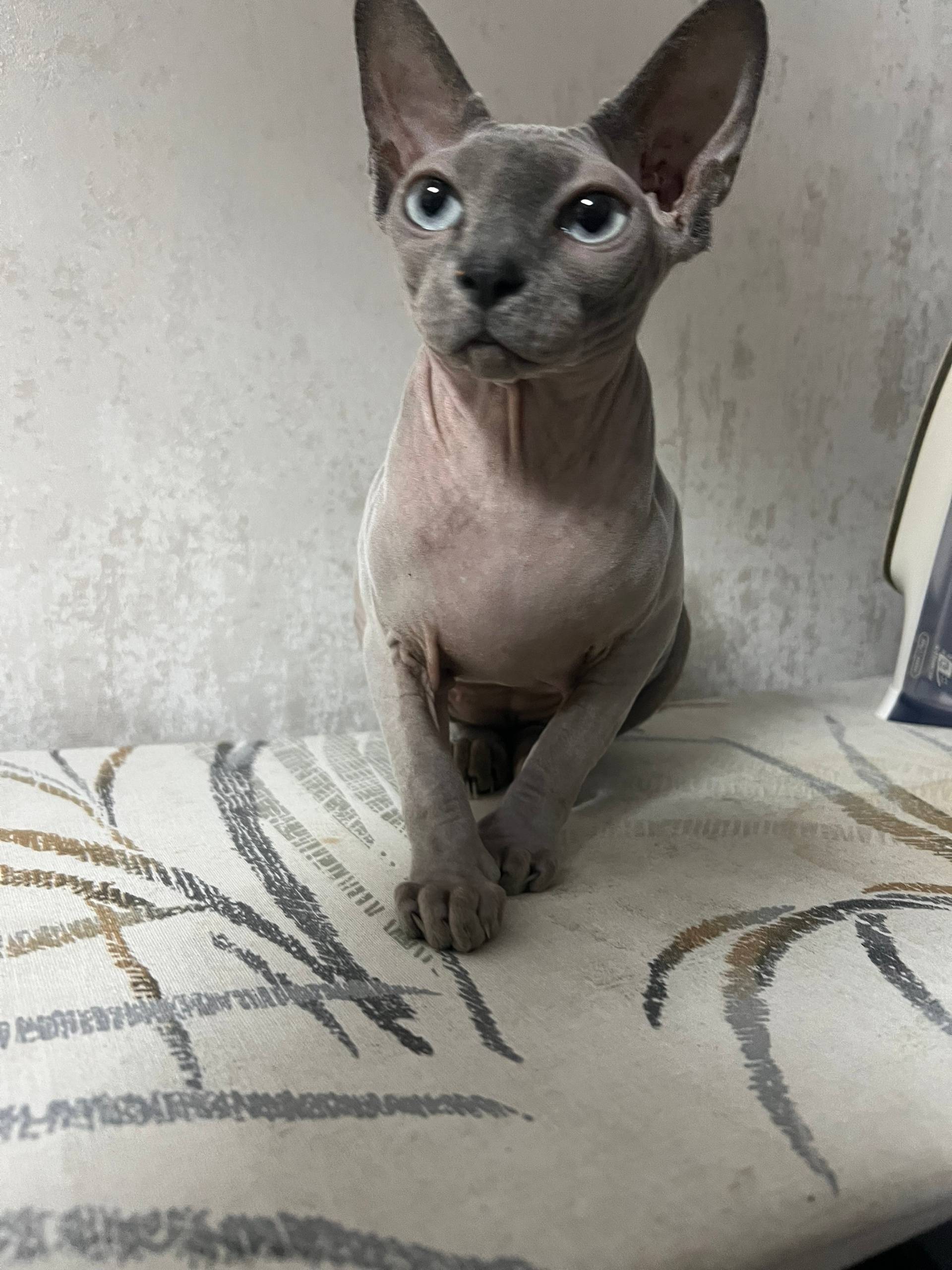 Здравствуйте, найдена кошка на...