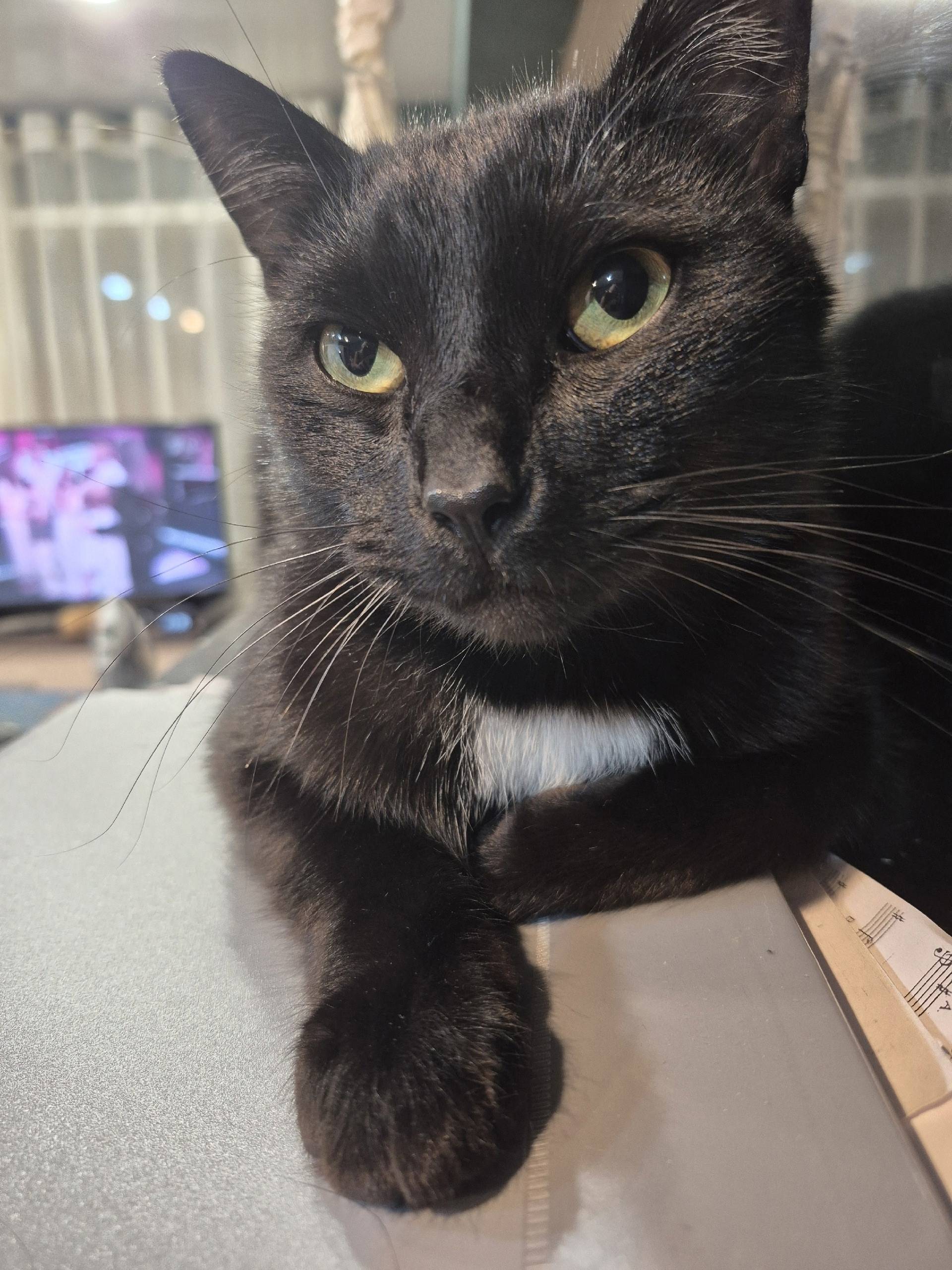 Пропал кот с коричневым ошейни...