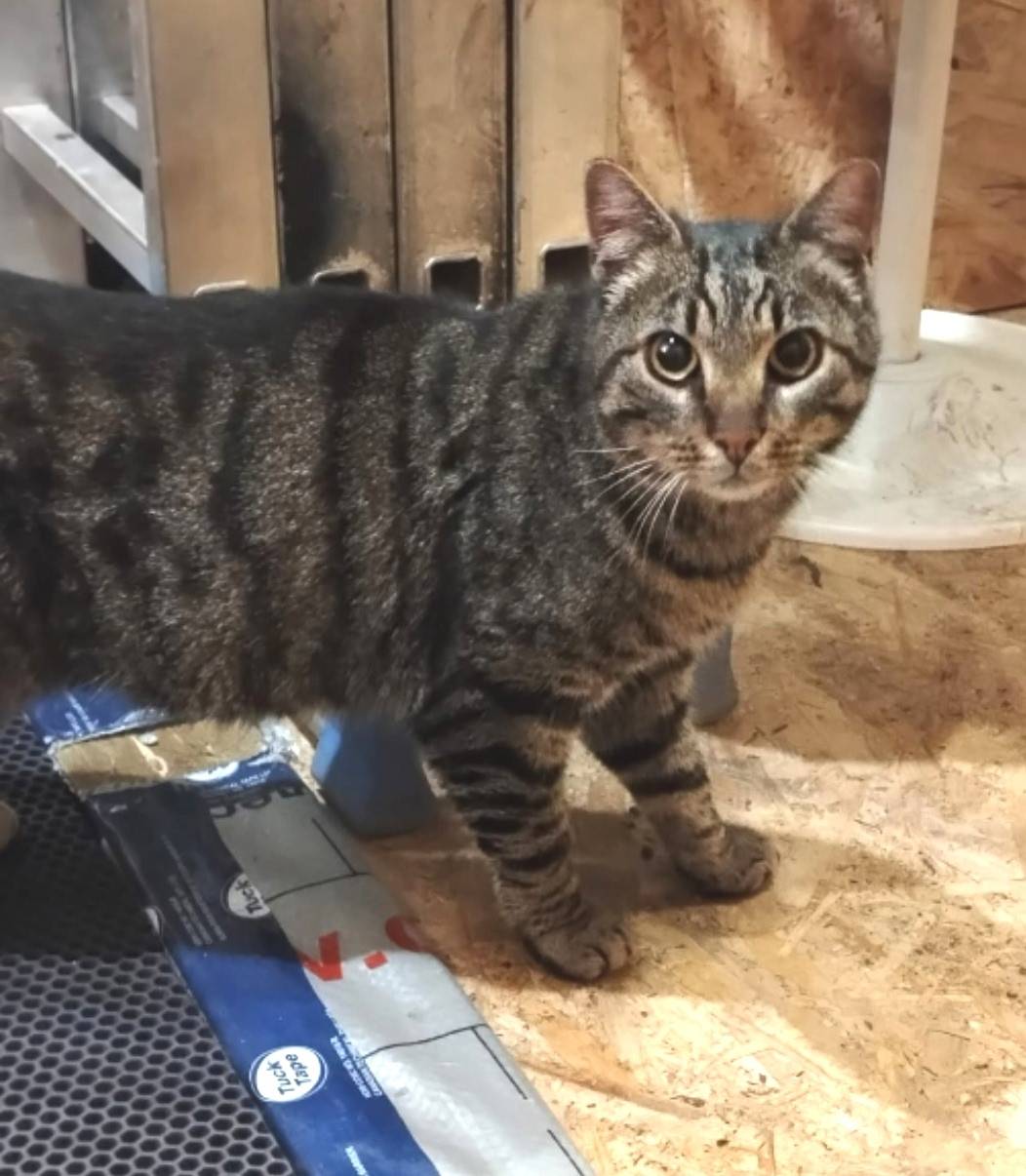 НАЙДЕН КОТ (КОШКА) Срочный роз...