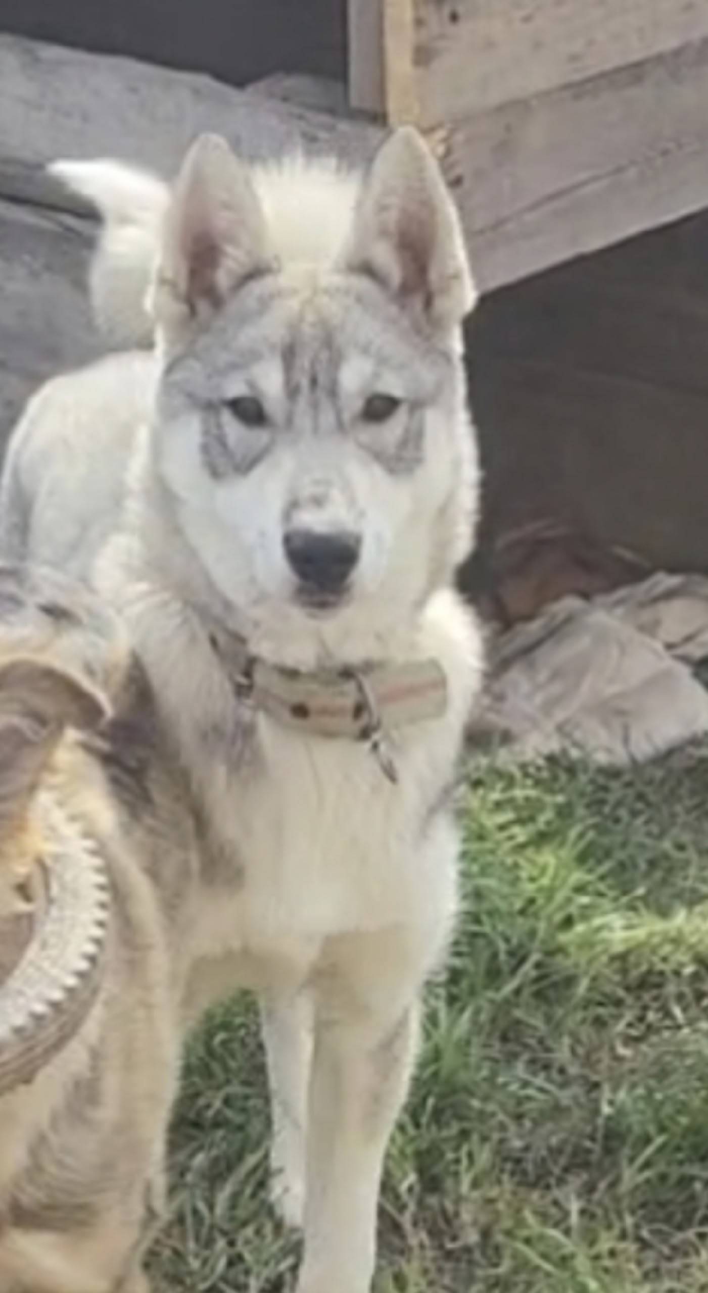 13.11.25. В п. Мазуль...