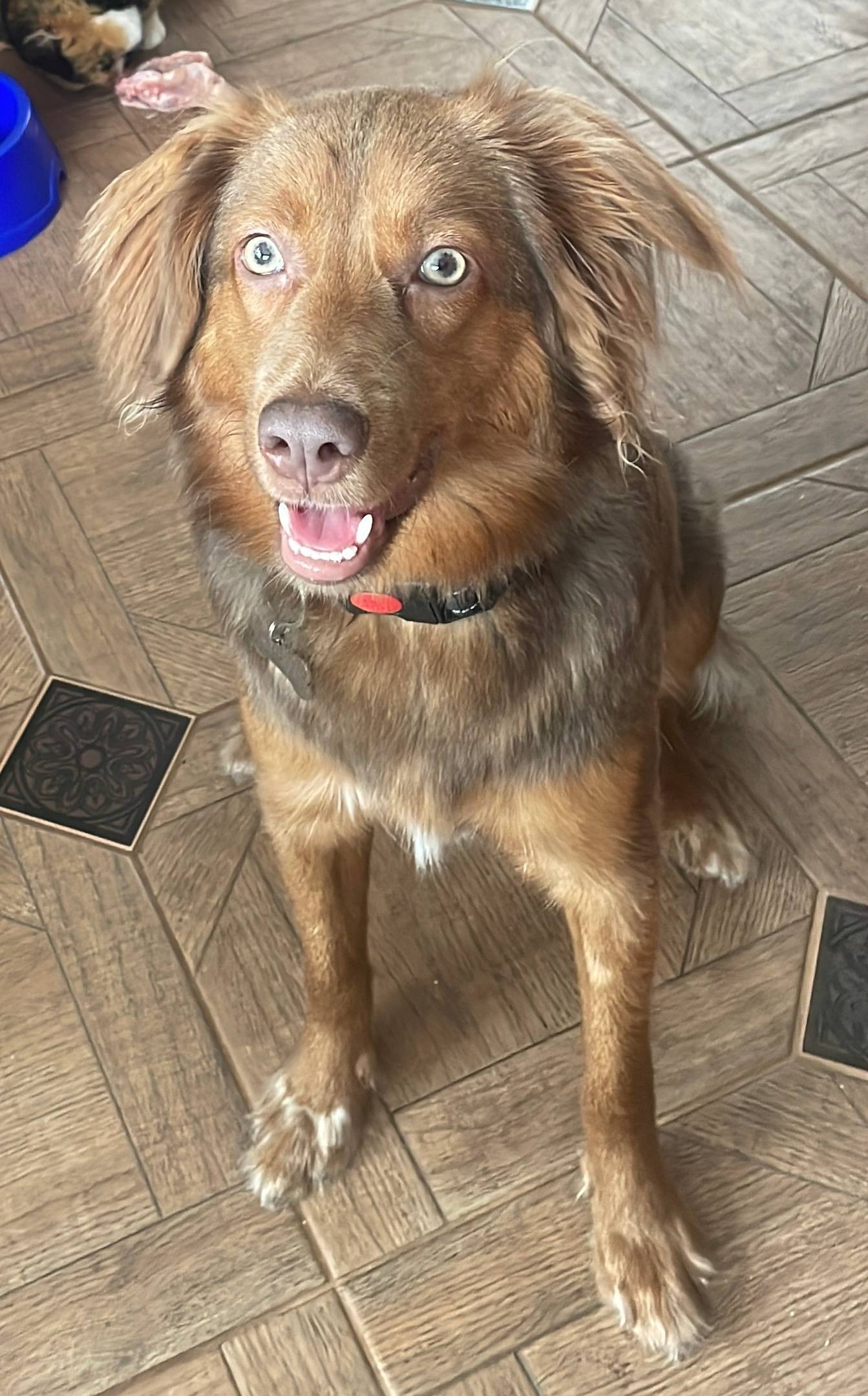 ПРОПАЛА СОБАКА! Убежала из СНТ...