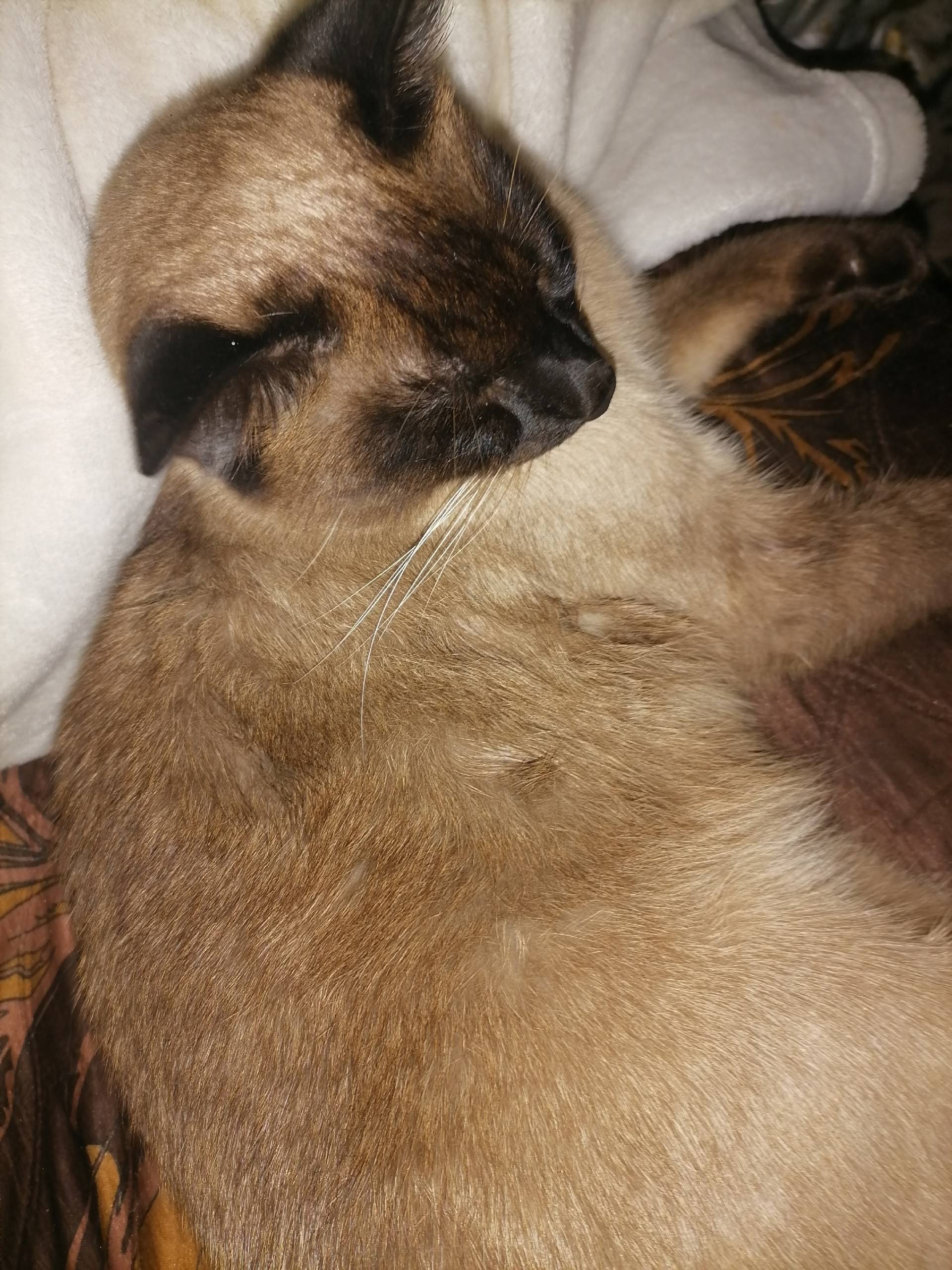 Помогите пожалуйста найти кота...