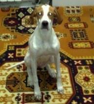 Пропала собака в пОктябрьском....