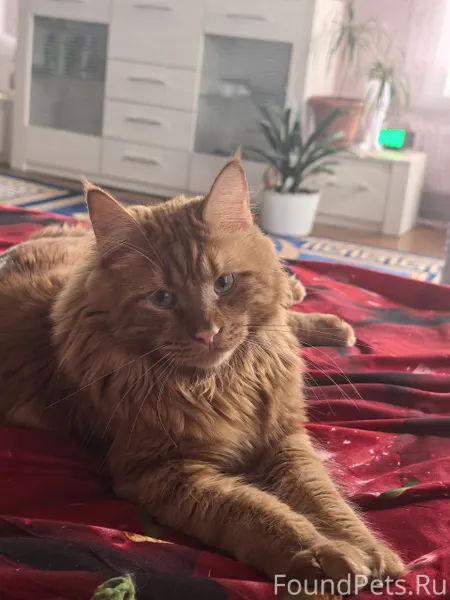 Доброго времени суток. Пропал ...