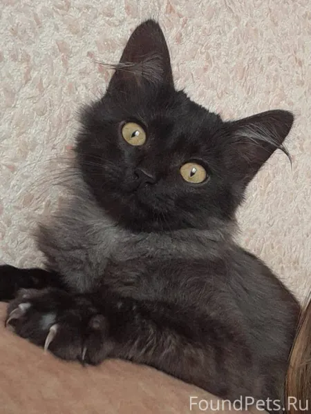 Пропал котёнок село Баймаково ...