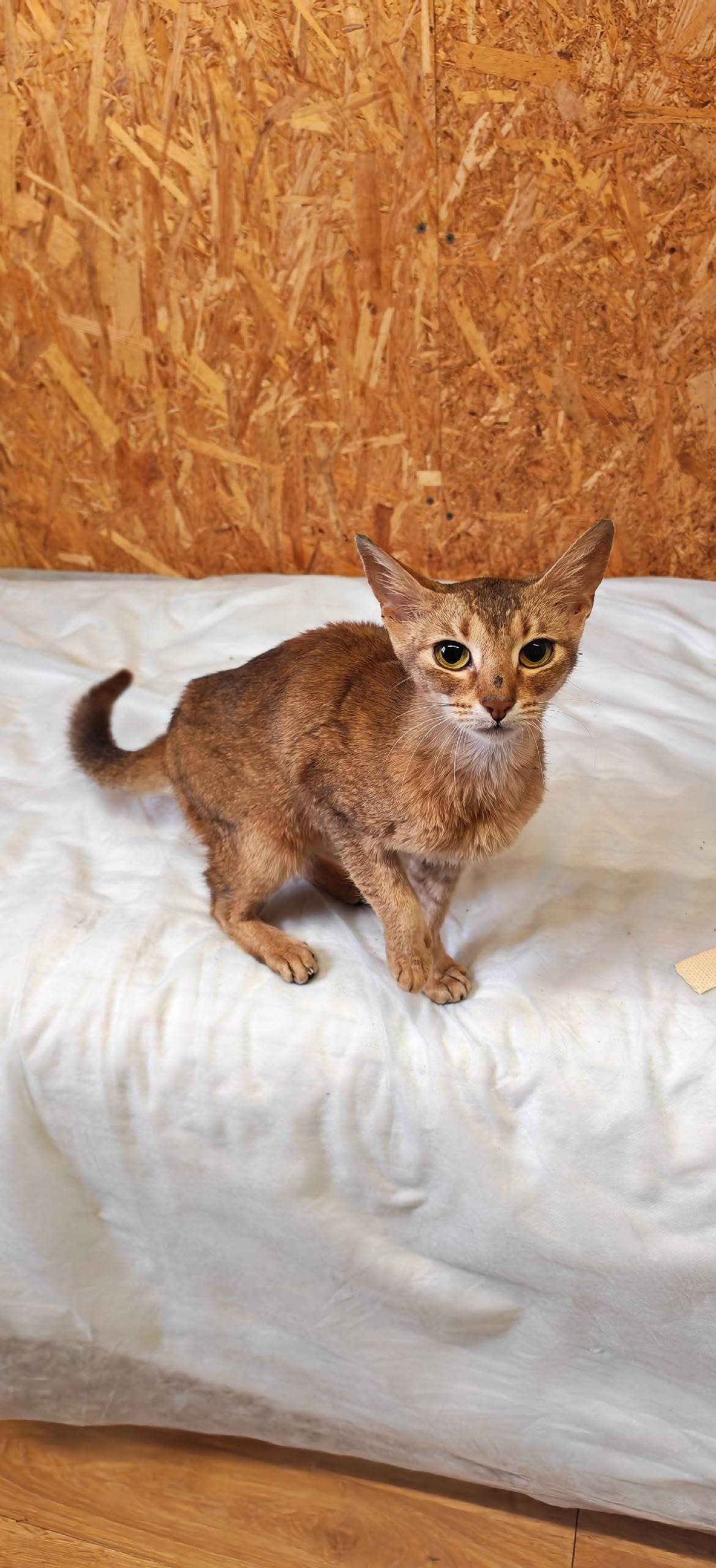 В поле найдена молодая абессин...