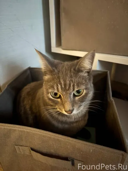 * ▌🚨 СРОЧНО! ПРОПАЛА КОШКА МАР...