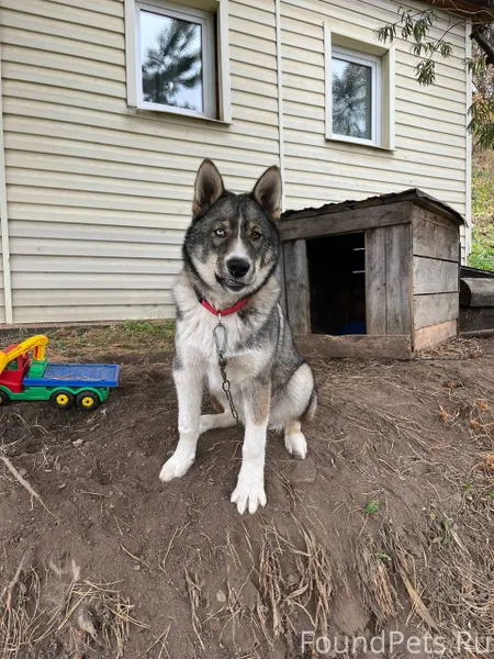 Убежал пес в районе подьеловик...