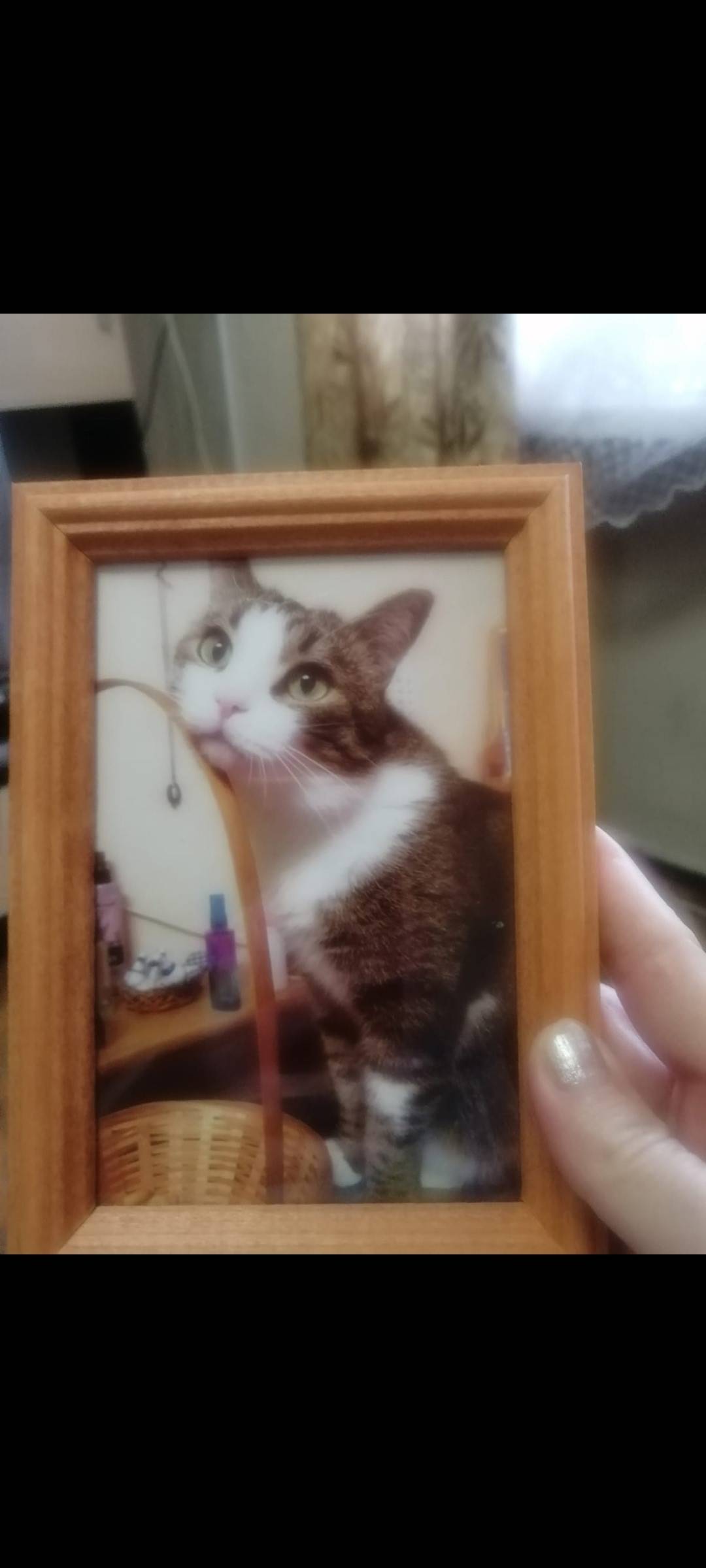 Пропал кот Барсик,на Дружбе 30...