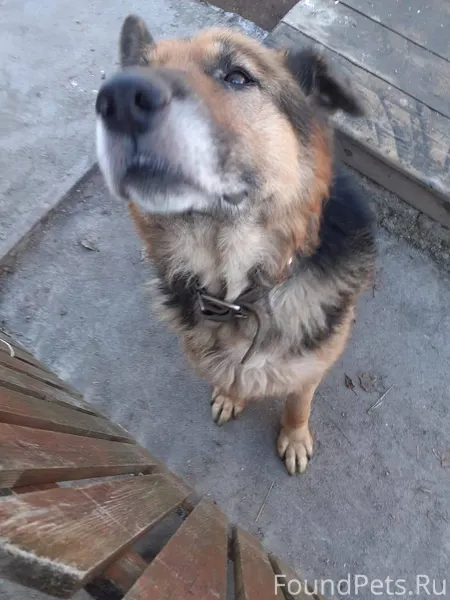 ВНИМАНИЕ🆘Найден пёс🆘ПОМОГИТЕ В...