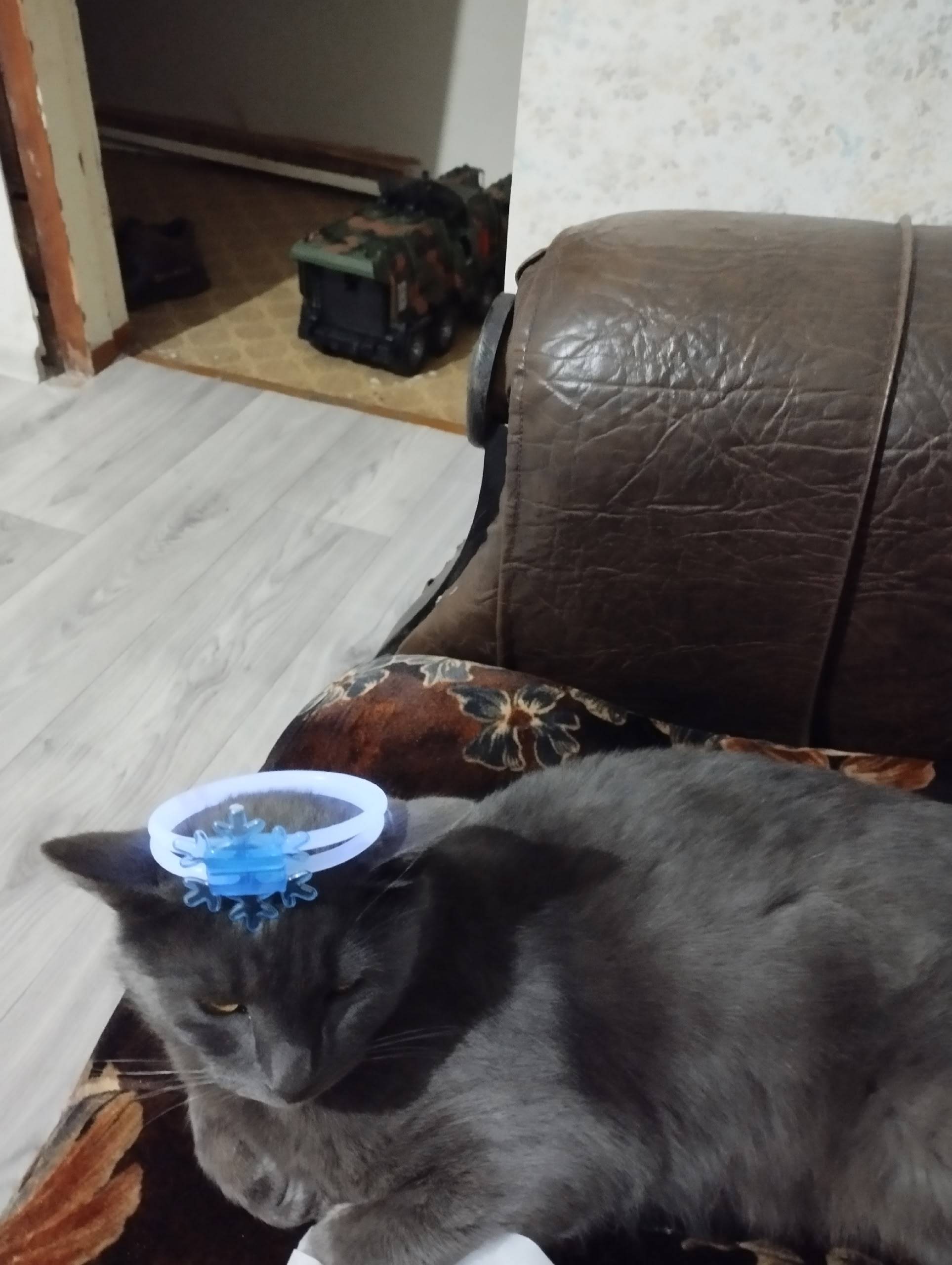 Пропала кошка русская голубая,...