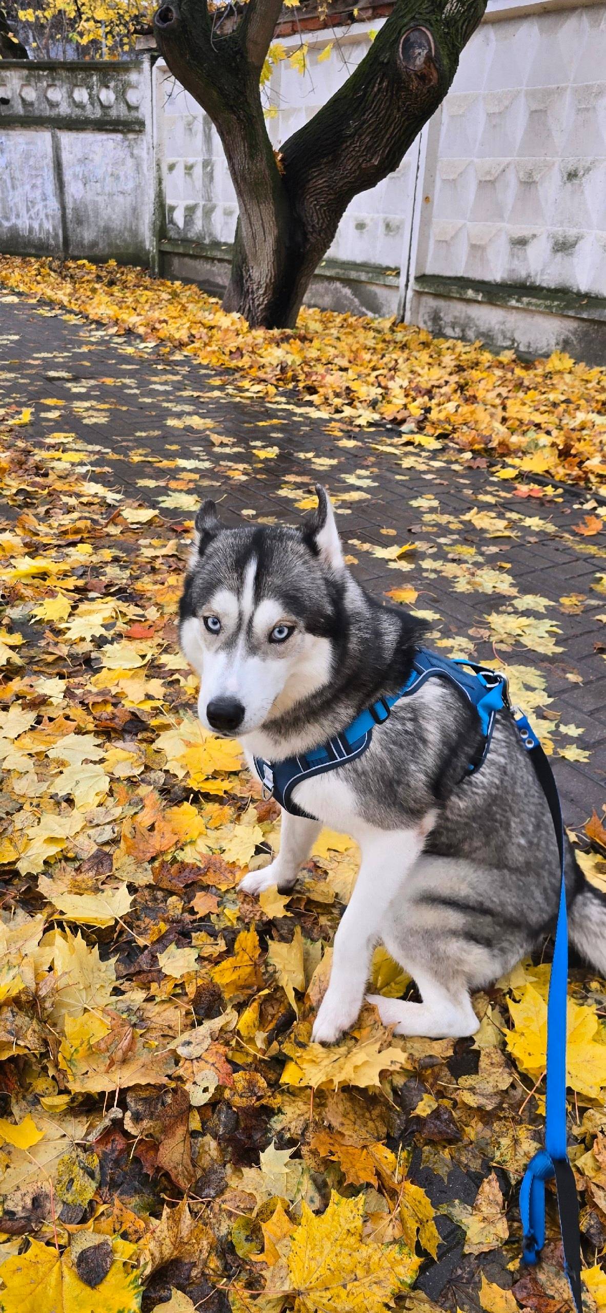 Друзья потерялась собака, Сиби...