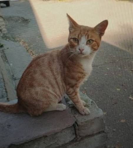 Переславль Пропал кот. Район у...