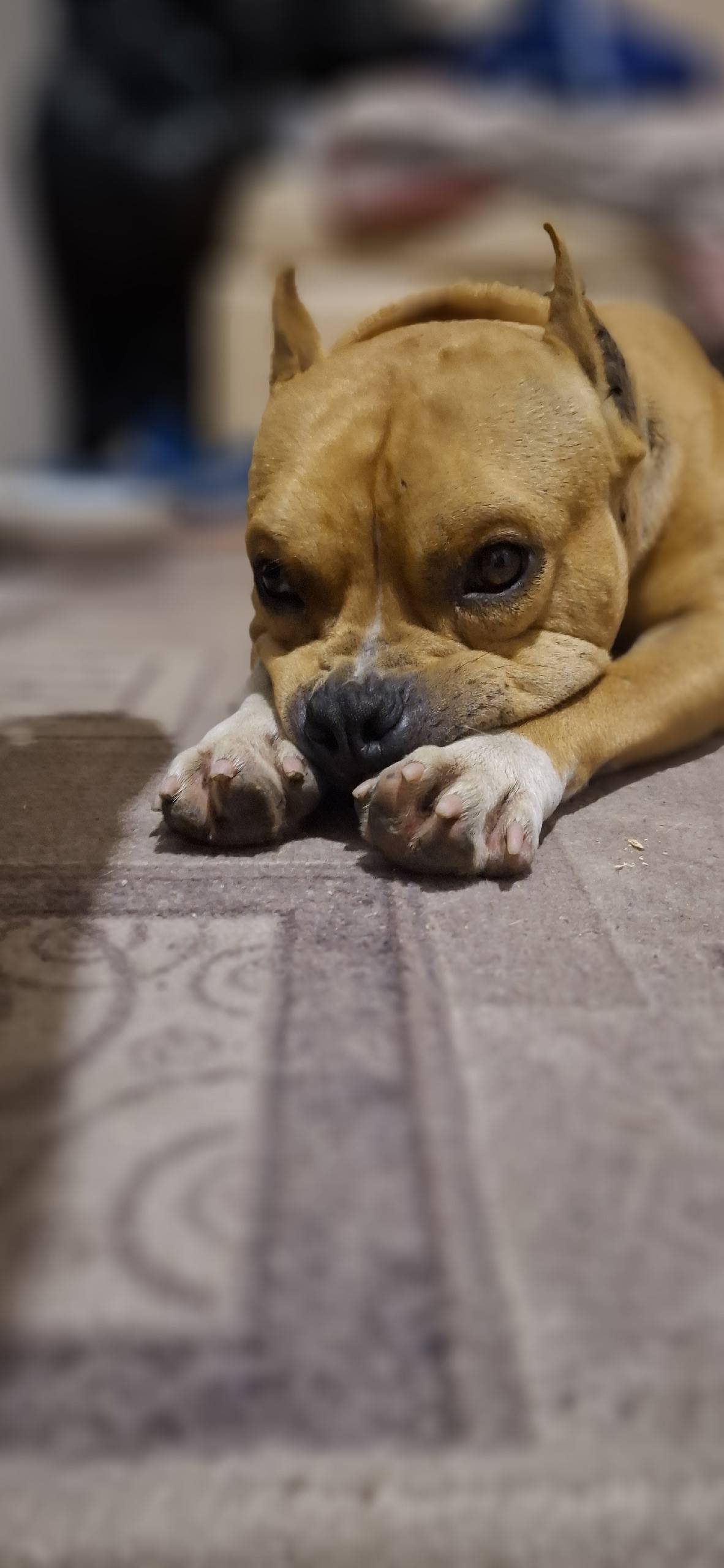 Найдена собака СТАФ МАЛЬЧИК ХО...