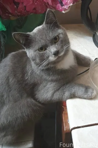 Пропал кот в районе Братской у...