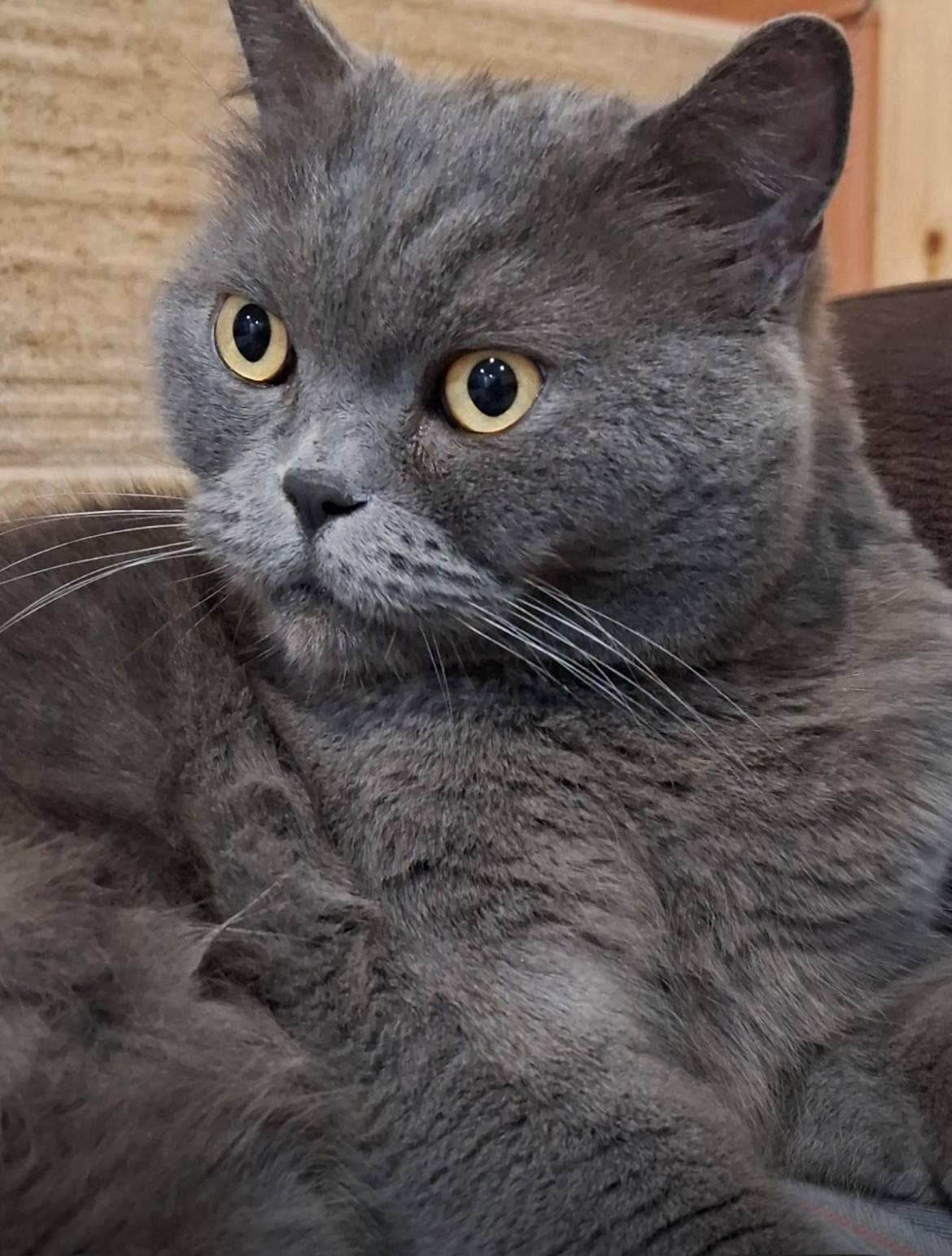 Потерялся кот!!! Пропал 14 ноя...