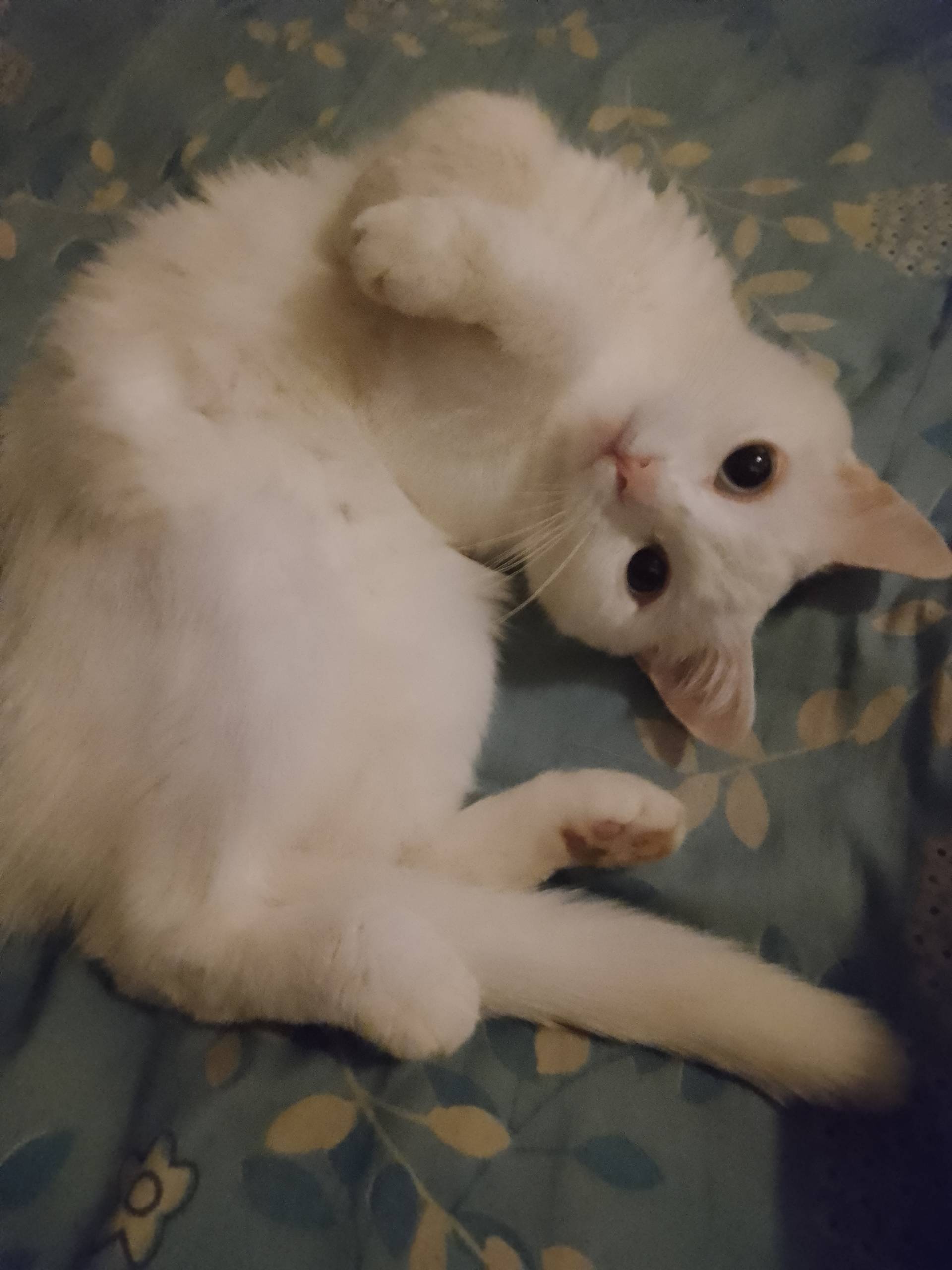 Пропала кошка,город Ревда,райо...