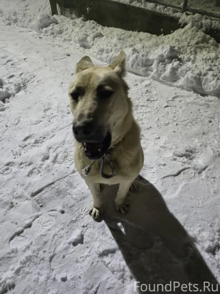 Потерялась собака, видно, что ...