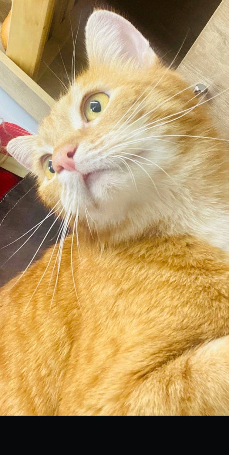 Найден кот кастрирован,ухожен,...