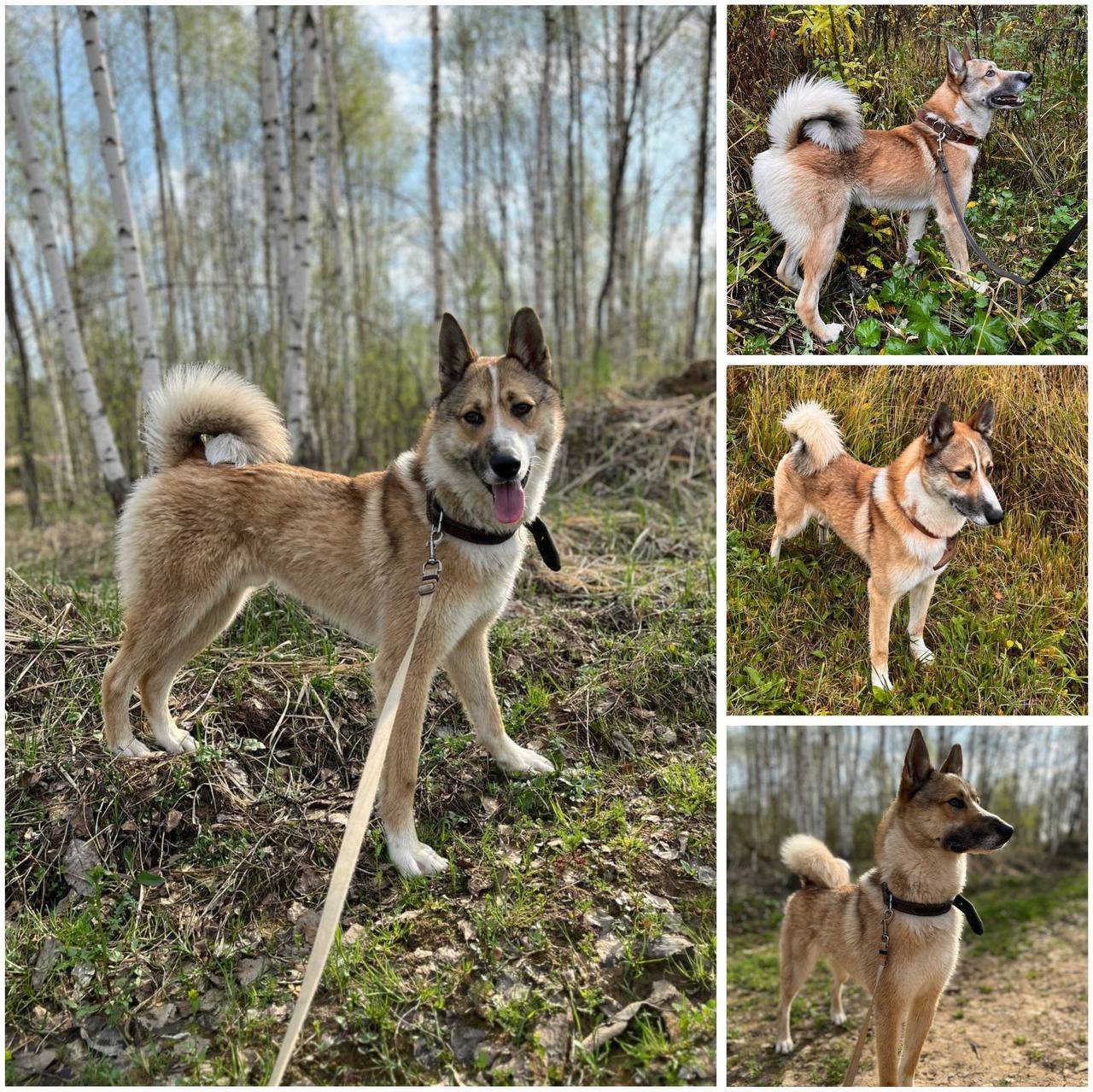 ❗️ПОМОГИТЕ❗️ Шаховская, СНТ Жи...