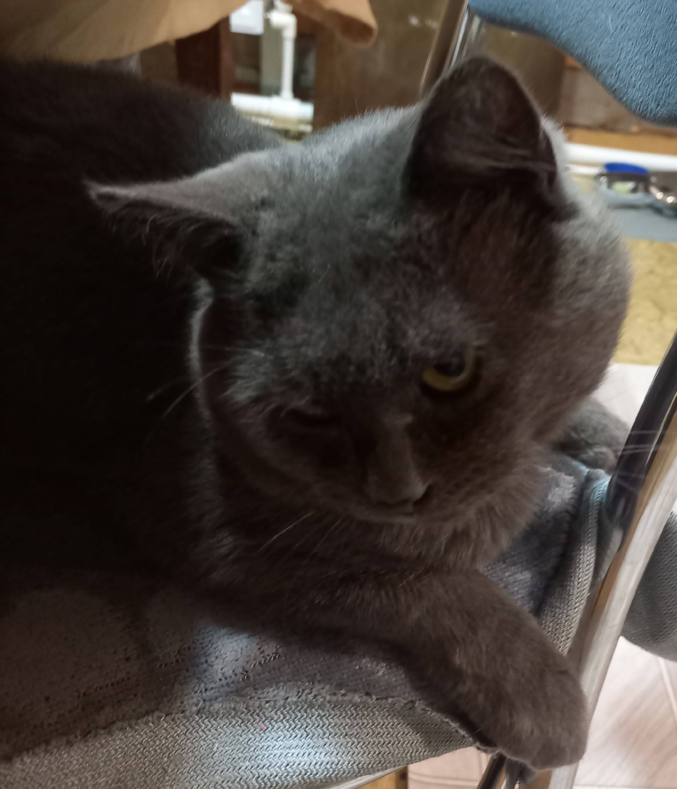 Пропал кот. Зовут Мурзик. Може...