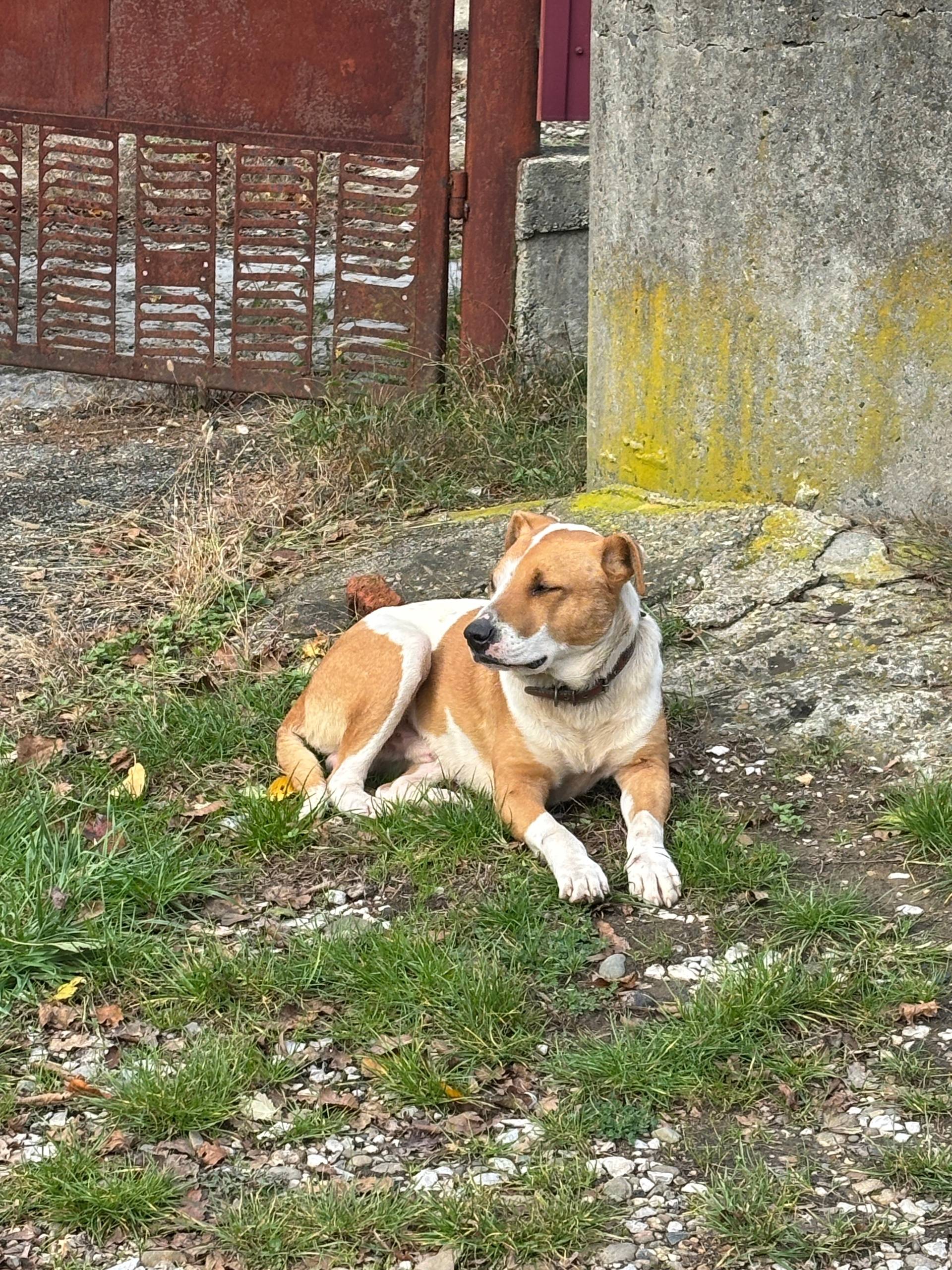 Приблудился пес с.Кривенковско...