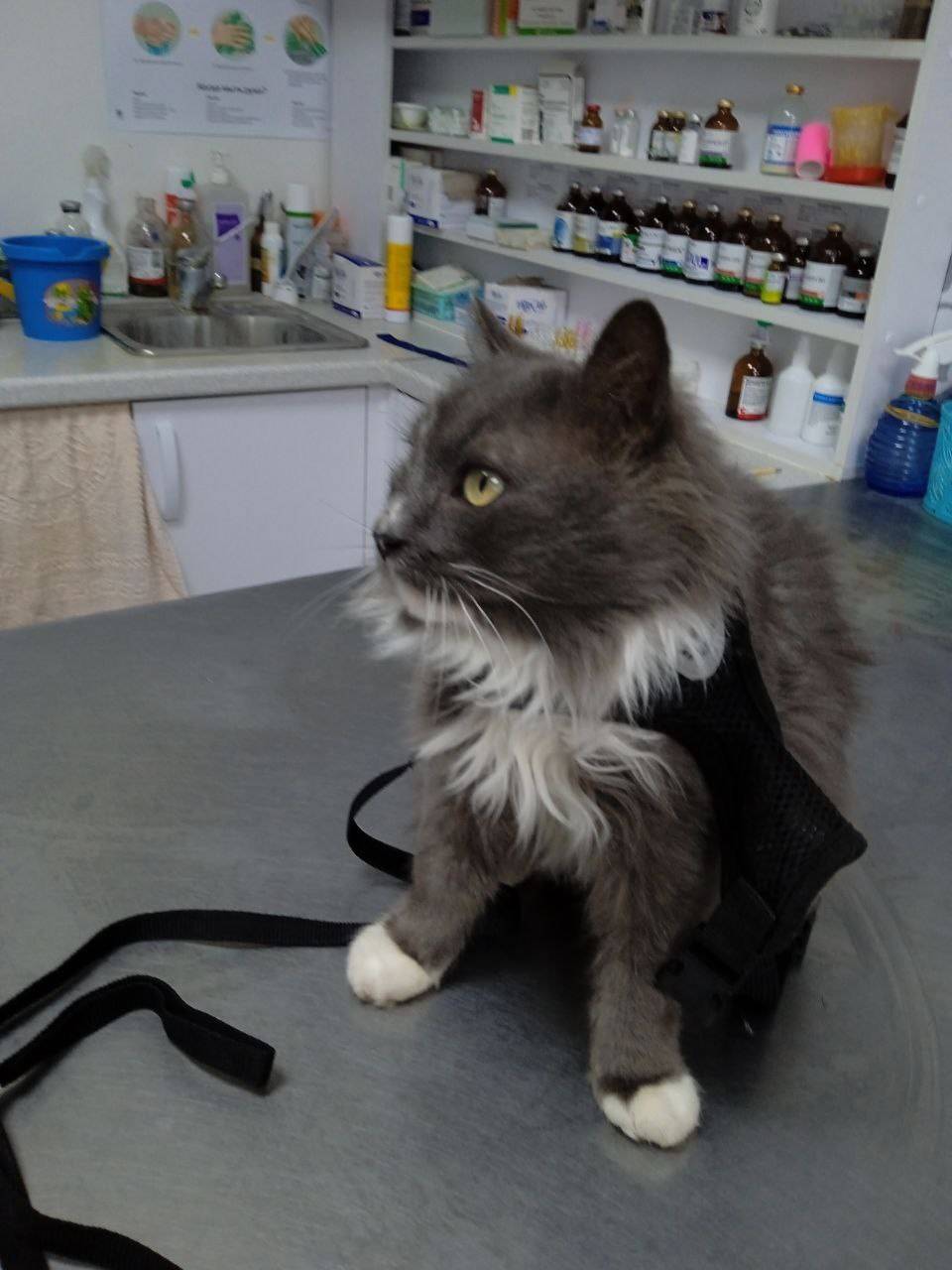 Найден кот, домашний, кастриро...