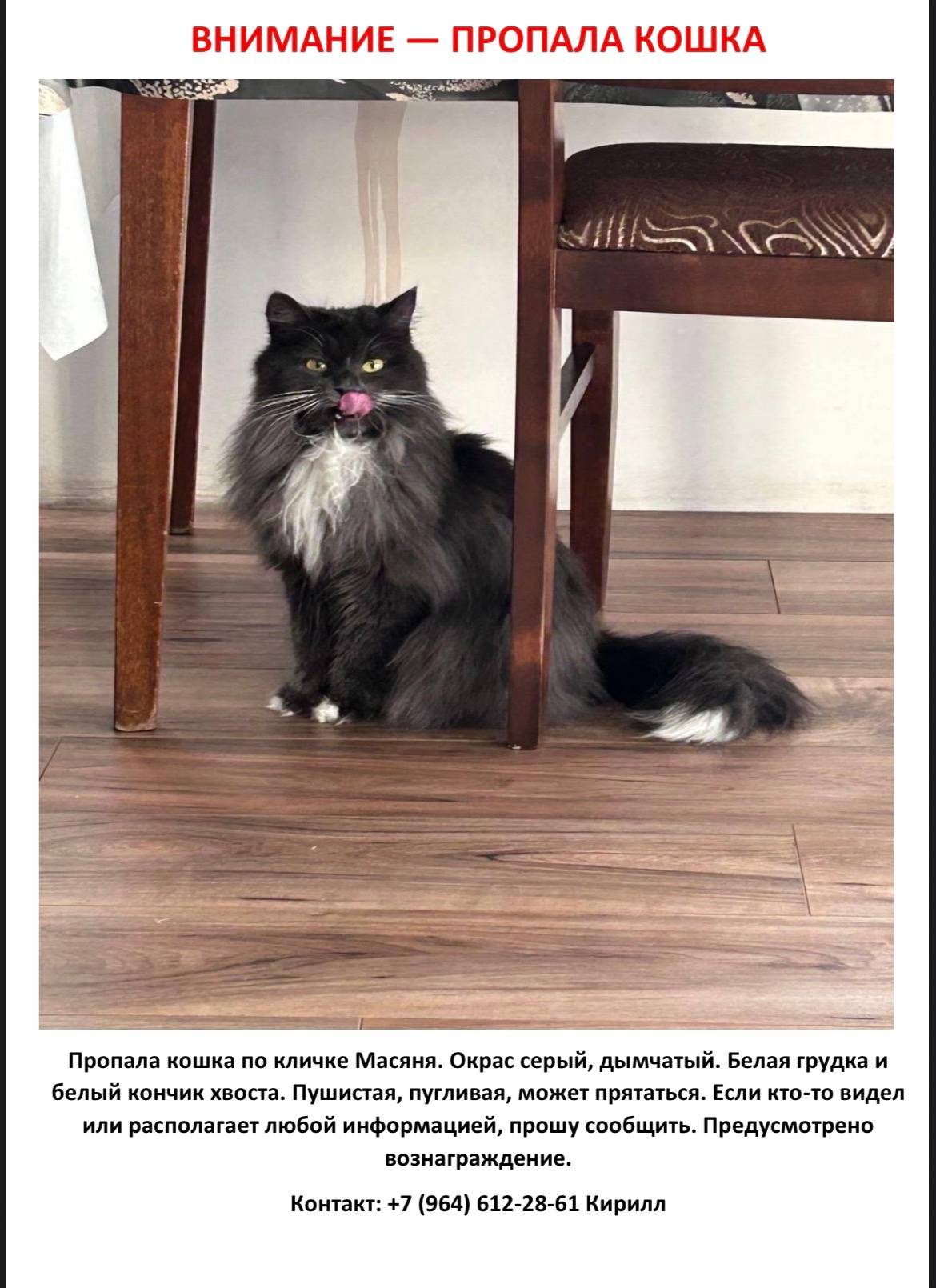 В северном посёлке пропала кош...