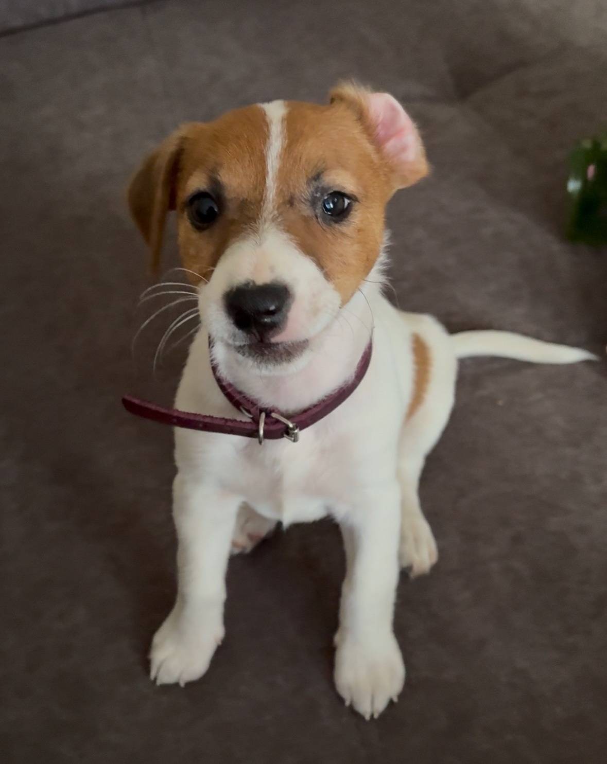 ПОТЕРЯЛАСЬ СОБАКА! УРАЛЬСКАЯ! ...