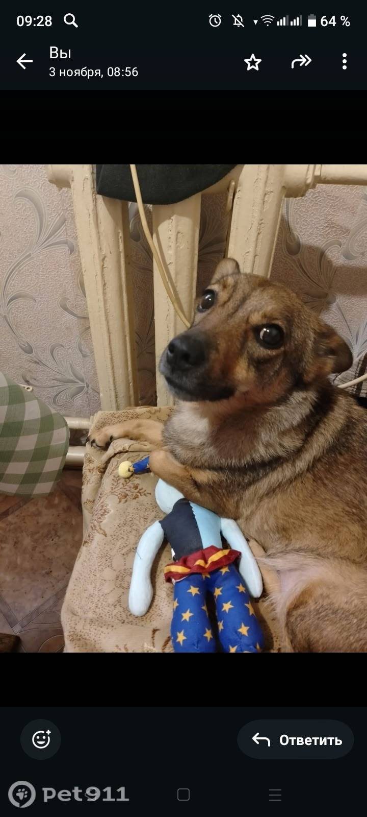 Потерялась собака тёмно-коричн...