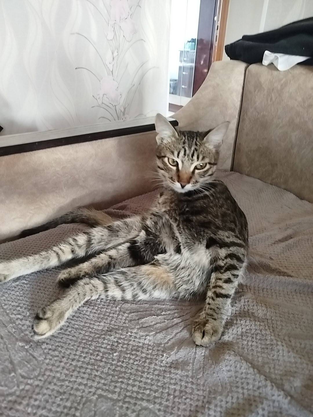 Добрый вечер! Пропал кот зовут...