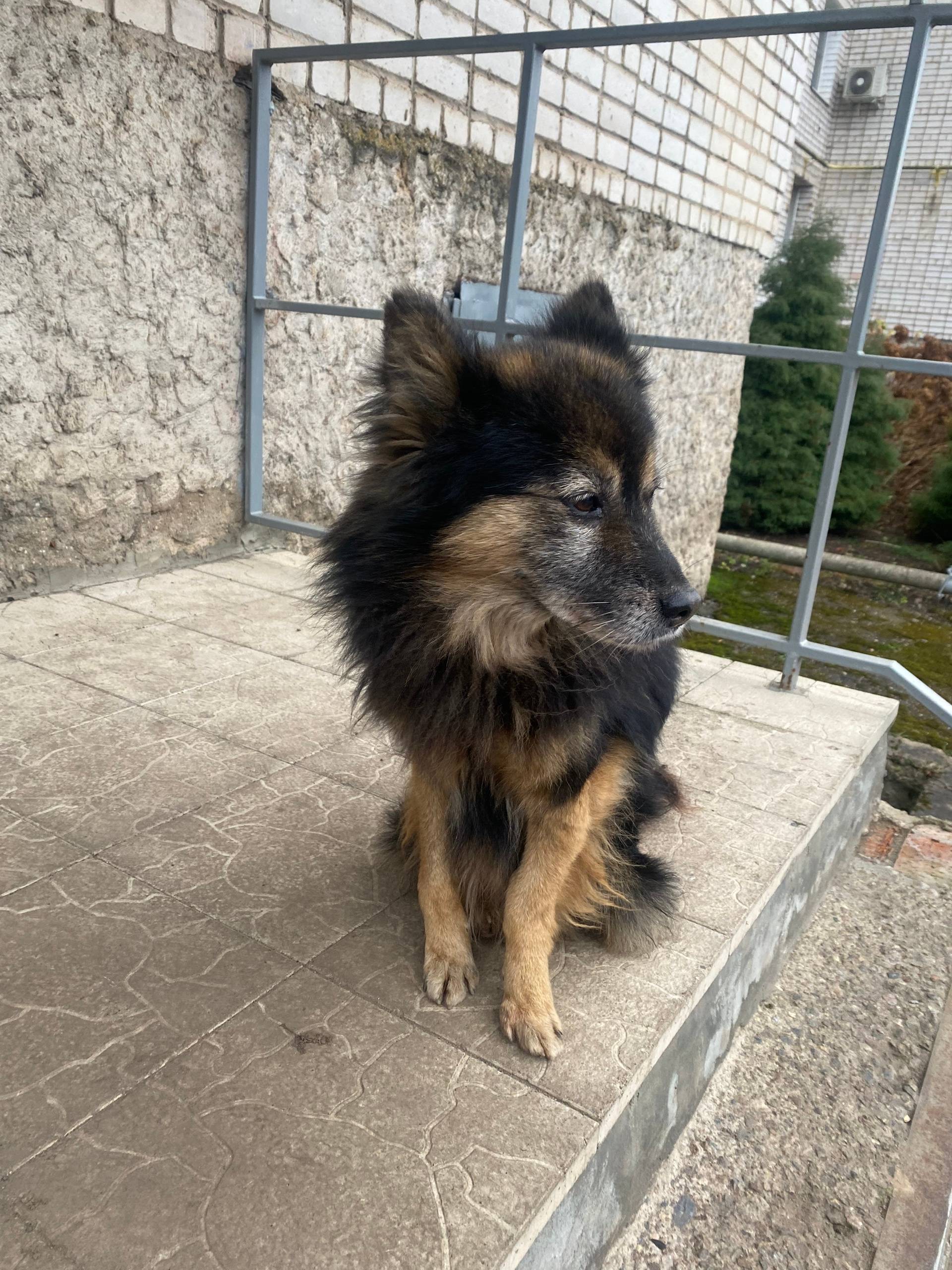 Никто не потерял пёсика? Пришё...