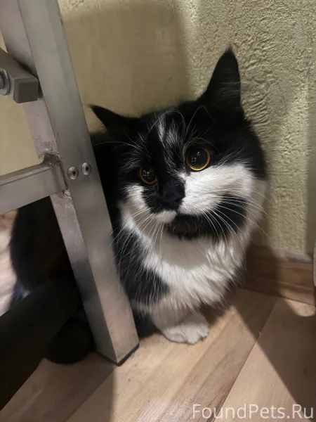 Добрый вечер. Прибилась чья-то...