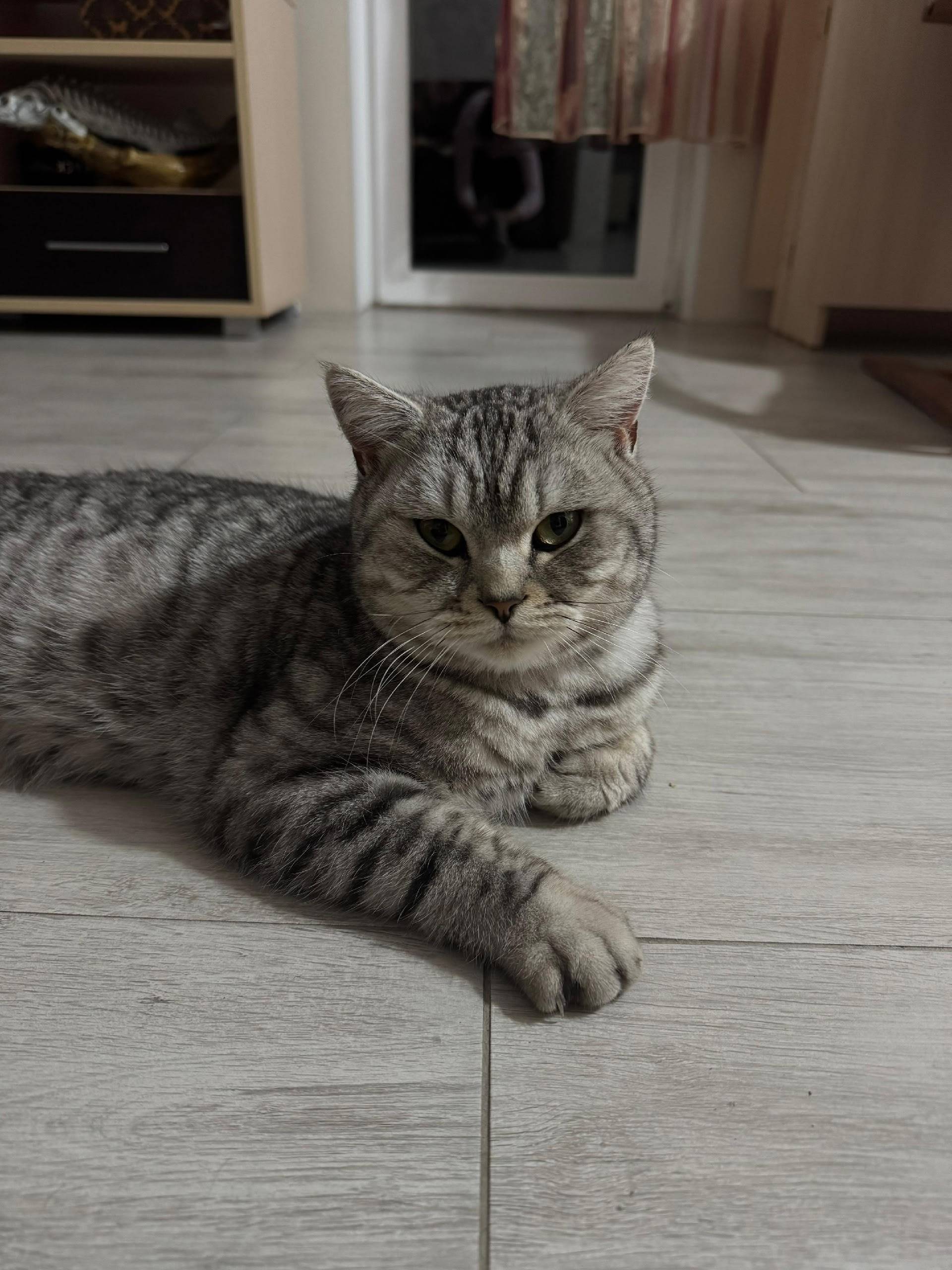 Найден кот в Южной Озереевке в...