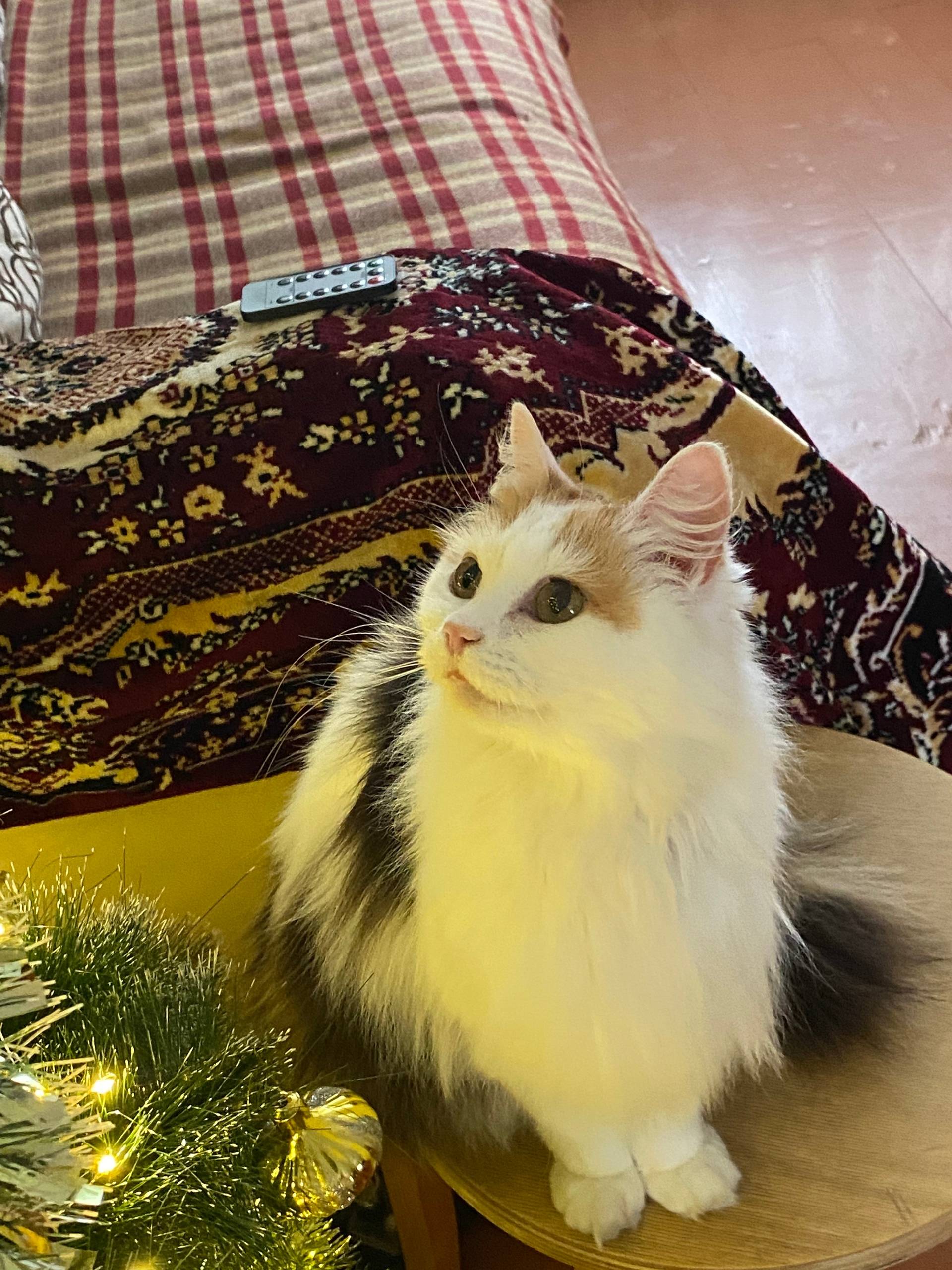 ‼️ОЧЕНЬ НУЖНА ВАША ПОМОЩЬ‼️ Пр...