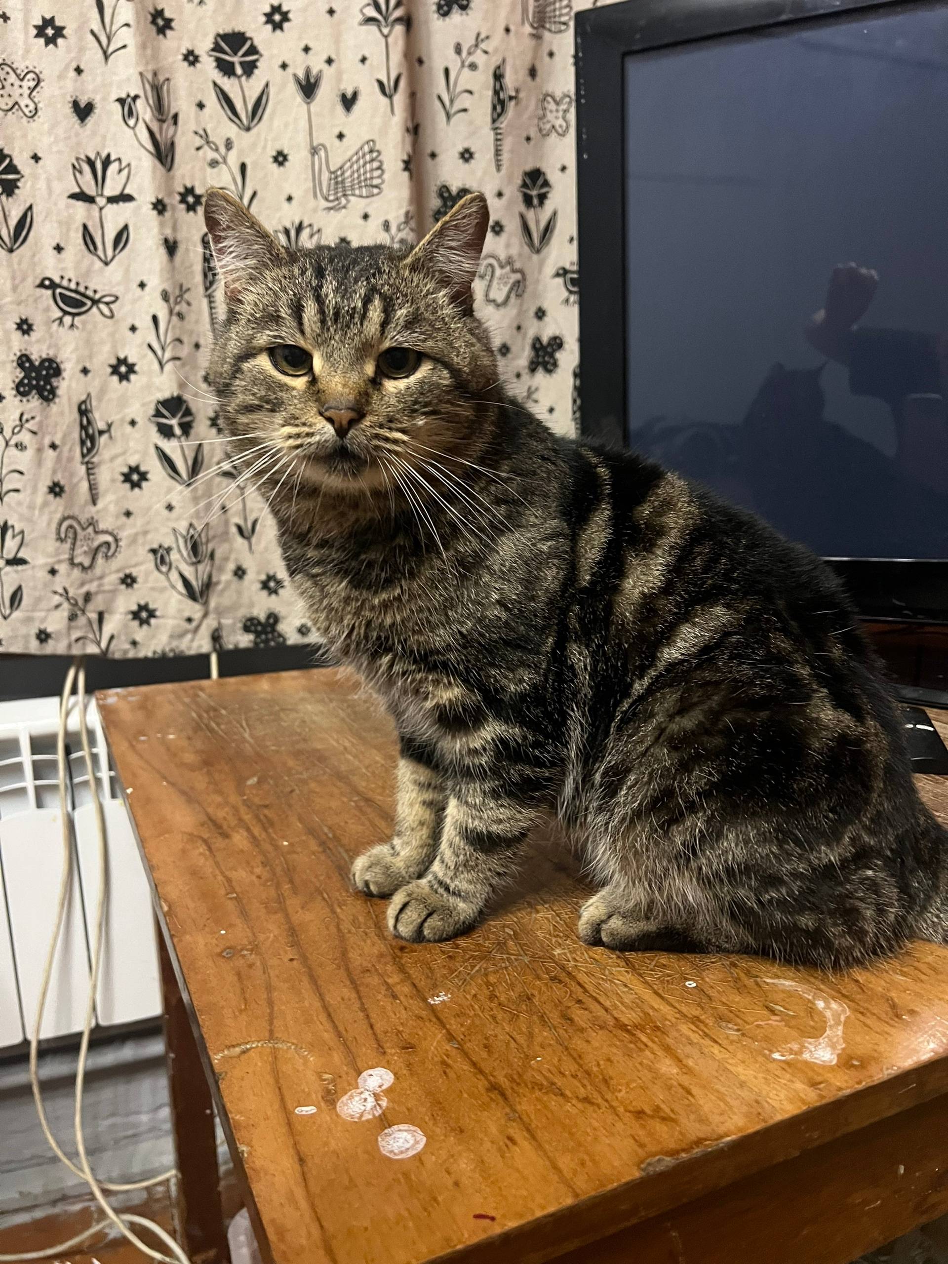 КОНАКОВО! Найден кот в районе ...