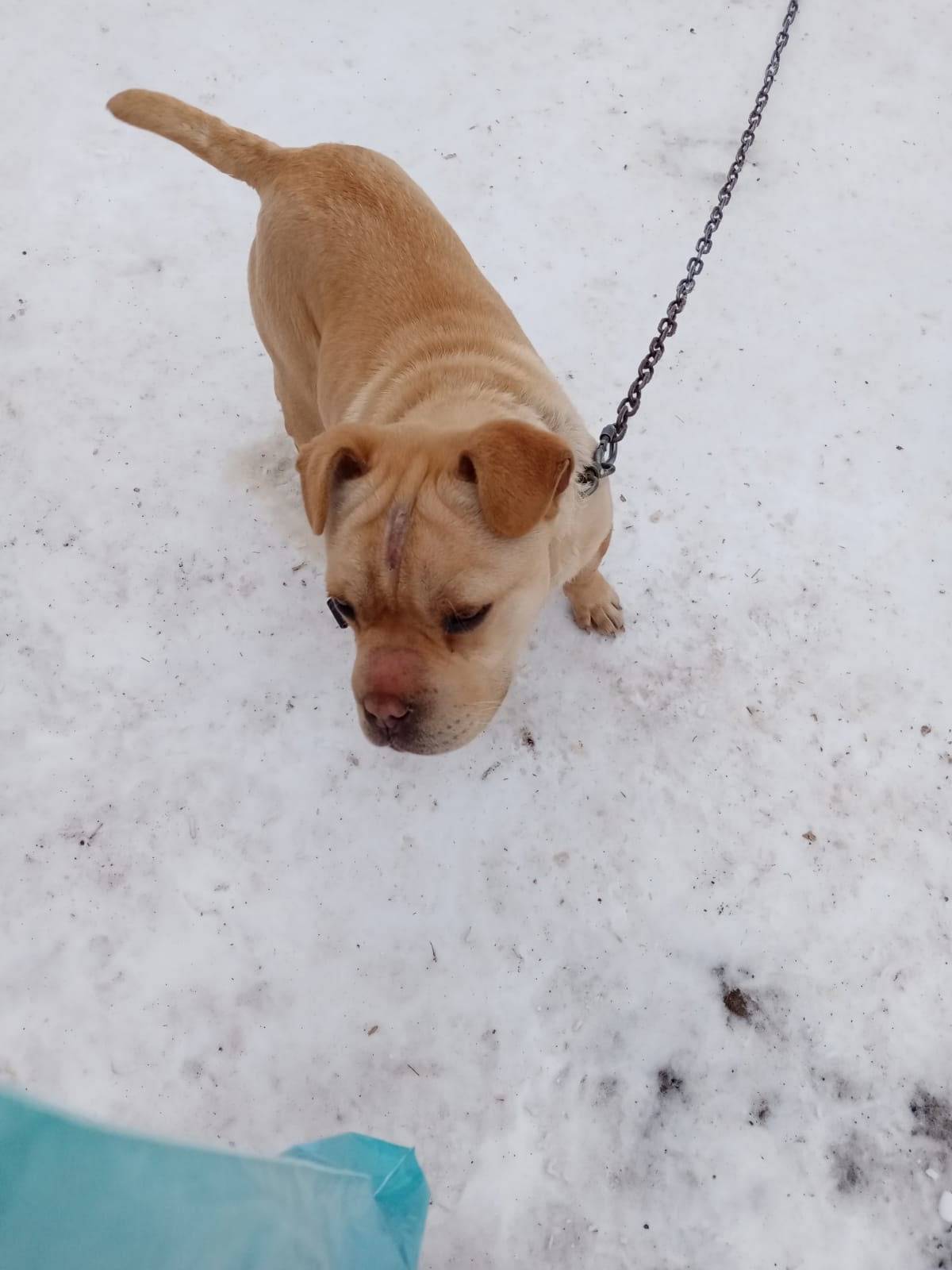 Пропала собака, кличка Бобик ....