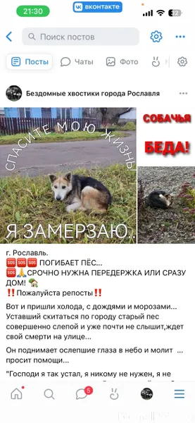 Ищем собачку из этого поста. Н...