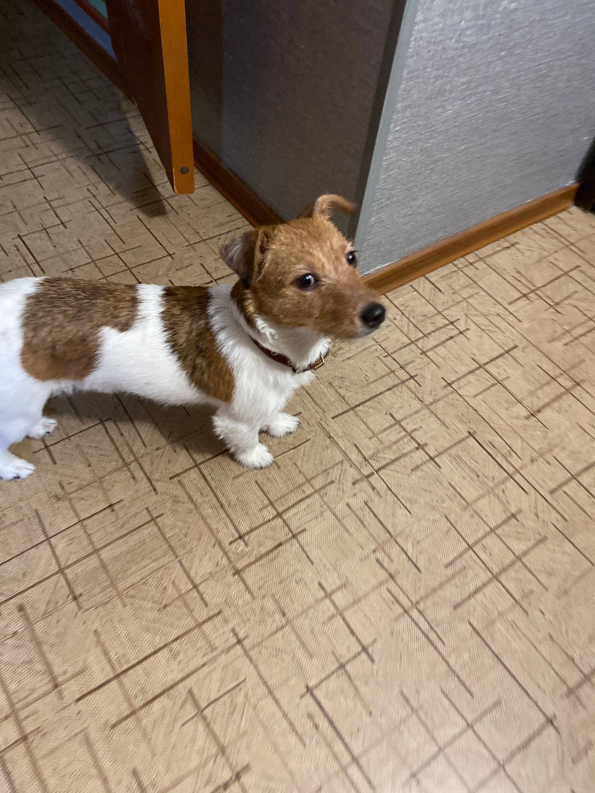 Найден щенок, сидел в подъезде...