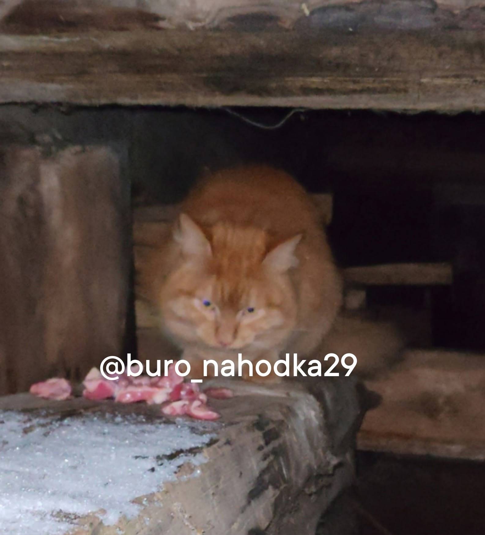 Найден рыжий кот. Крупный, пуш...