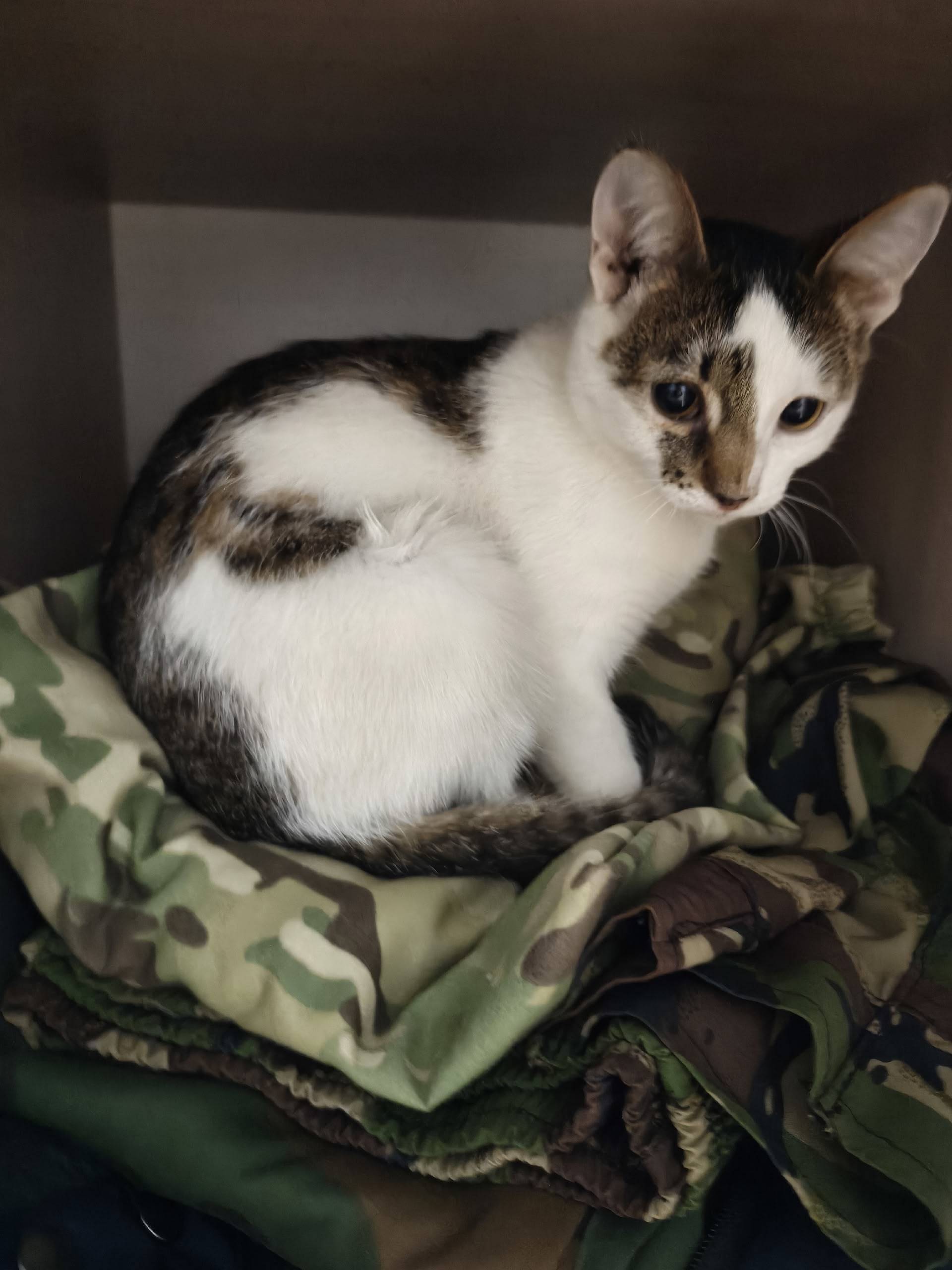 Найден кот по адресу Кабалевск...