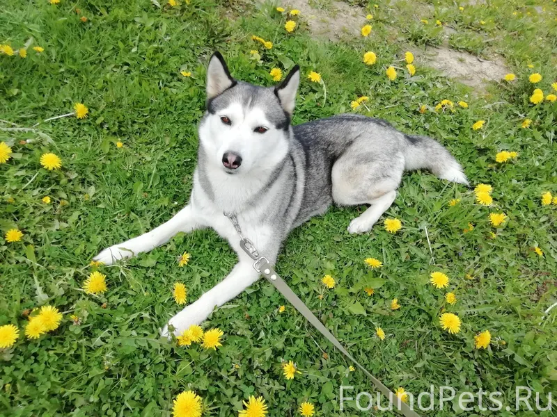 Убежала собака по кличке Бэтси...
