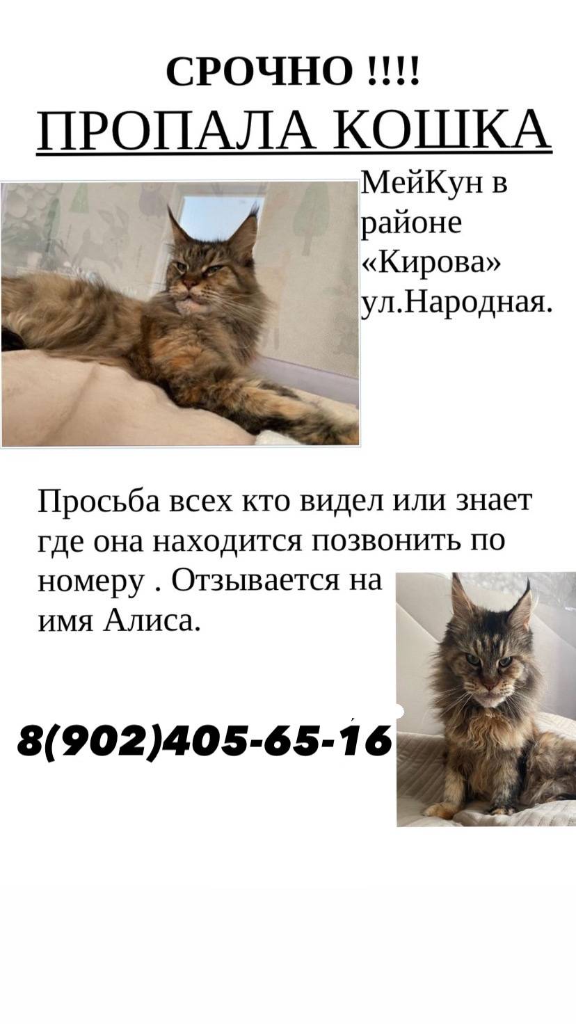 Пропала кошка, любимица семьи!...