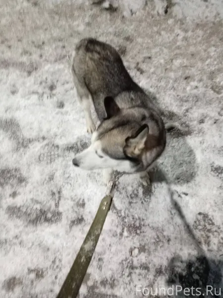 Срочно,,! Кто потерял собаку х...